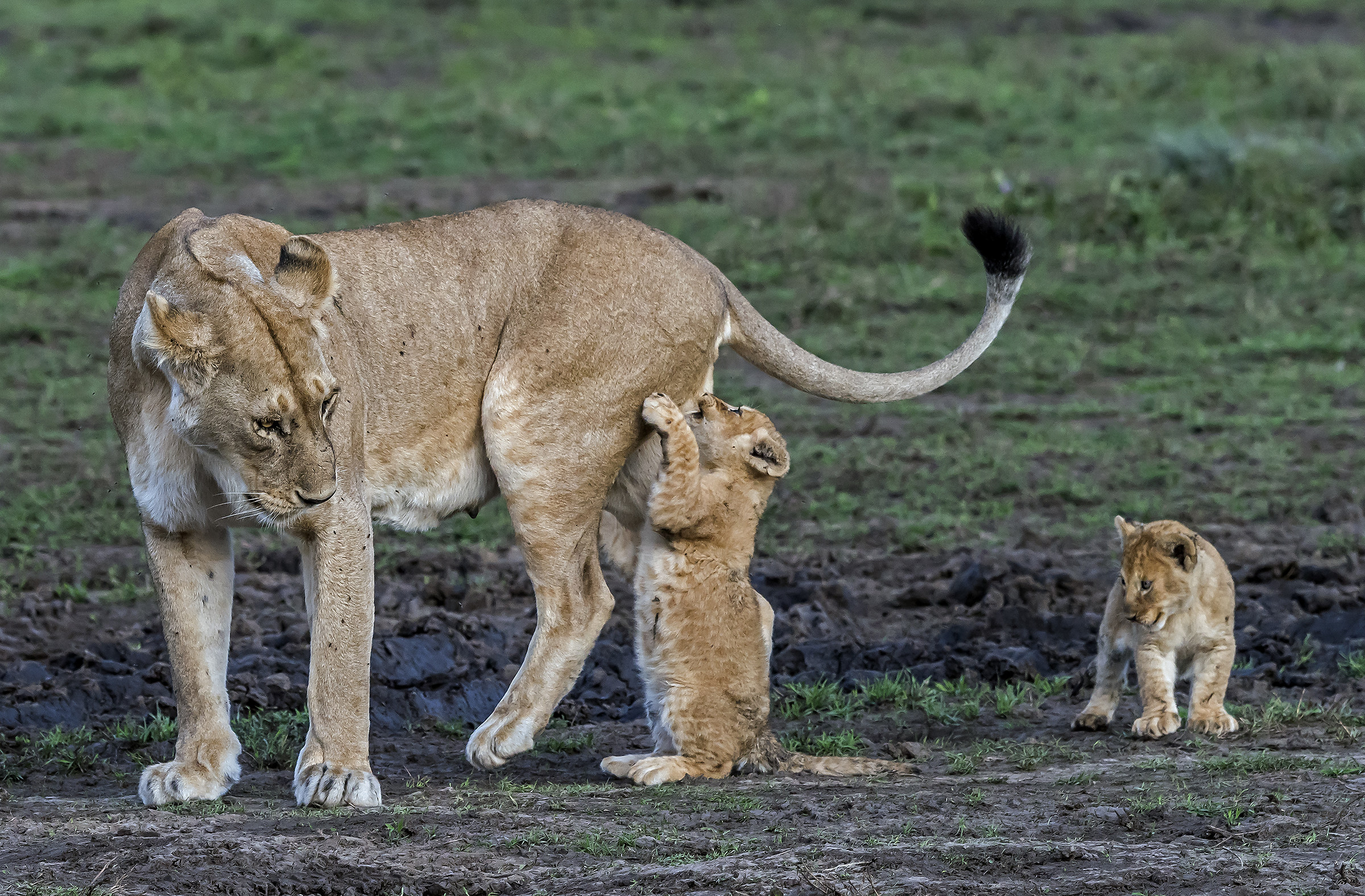 Tanzania 2017 - Il birbante