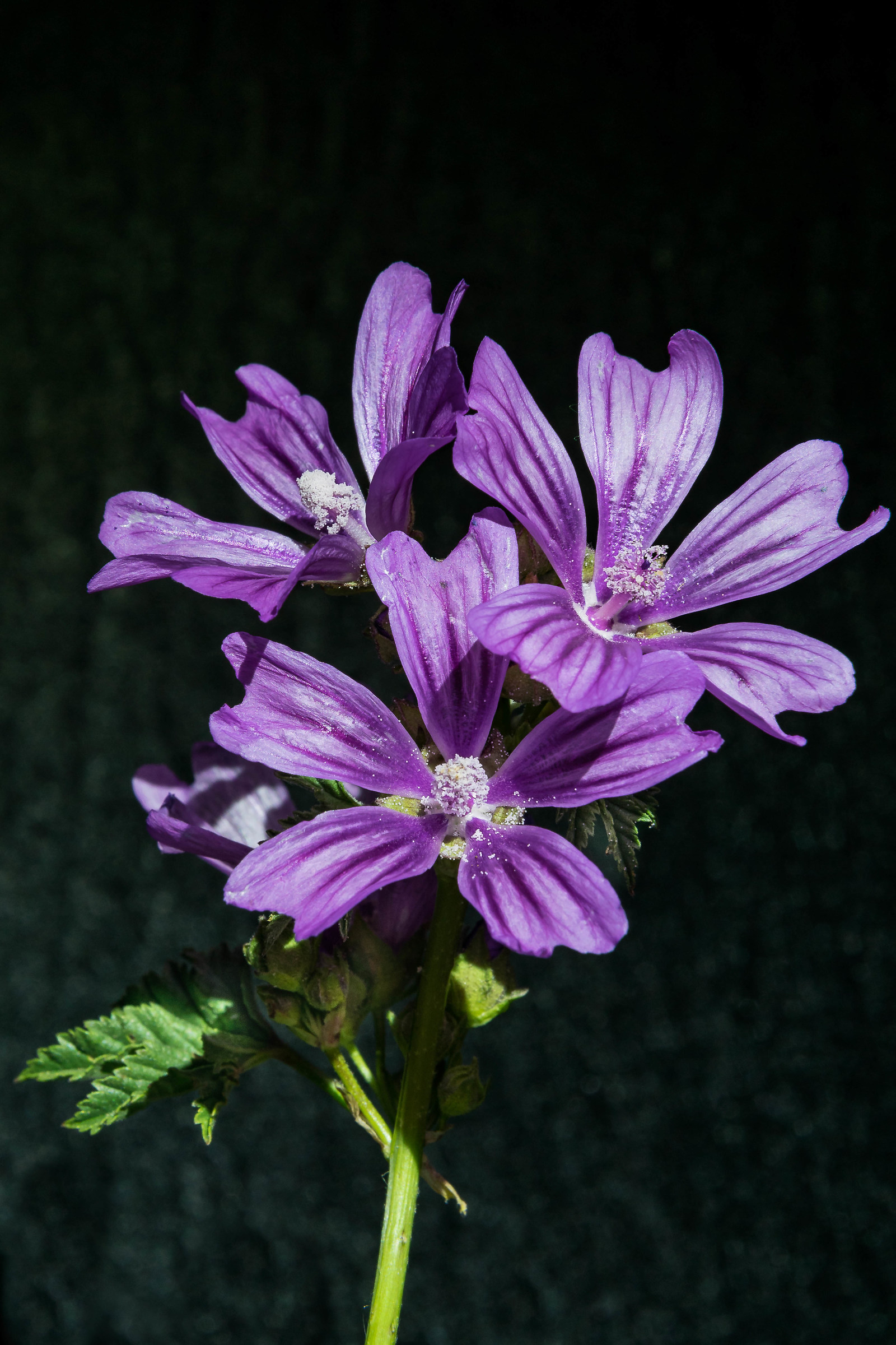 A flower of ... field