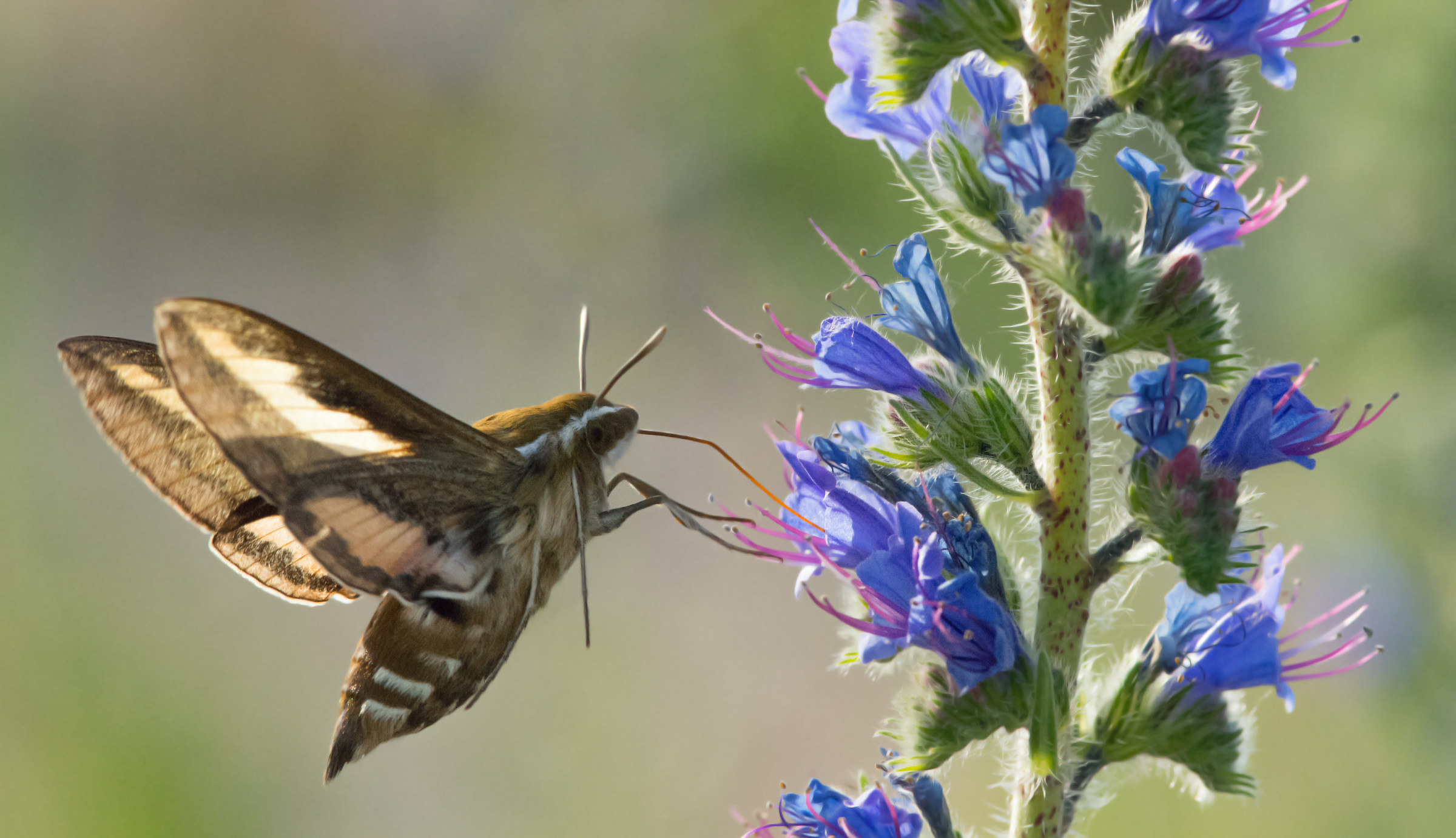 Falena di falchi di fieno Hyles gallii
