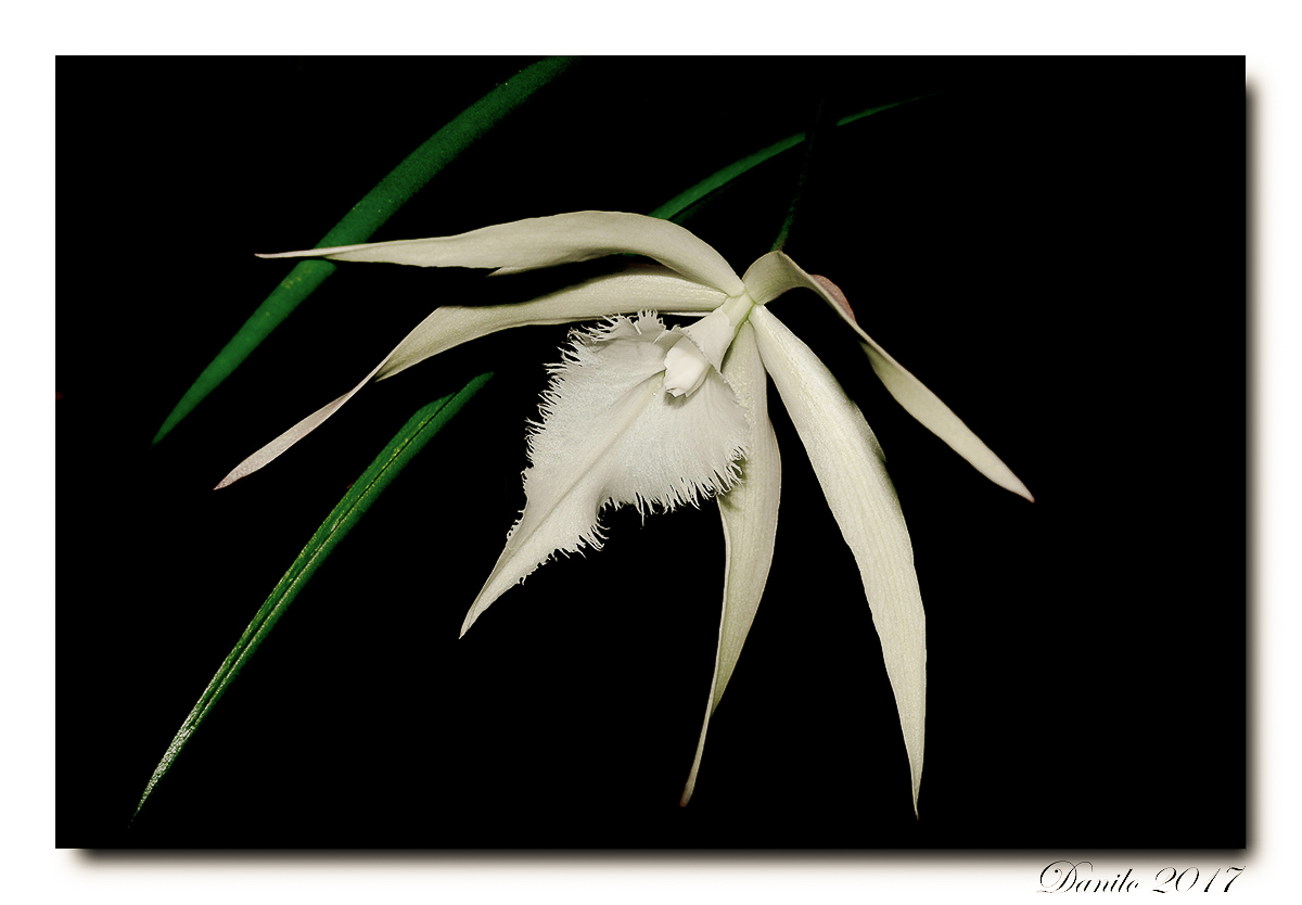 Orchid revisited