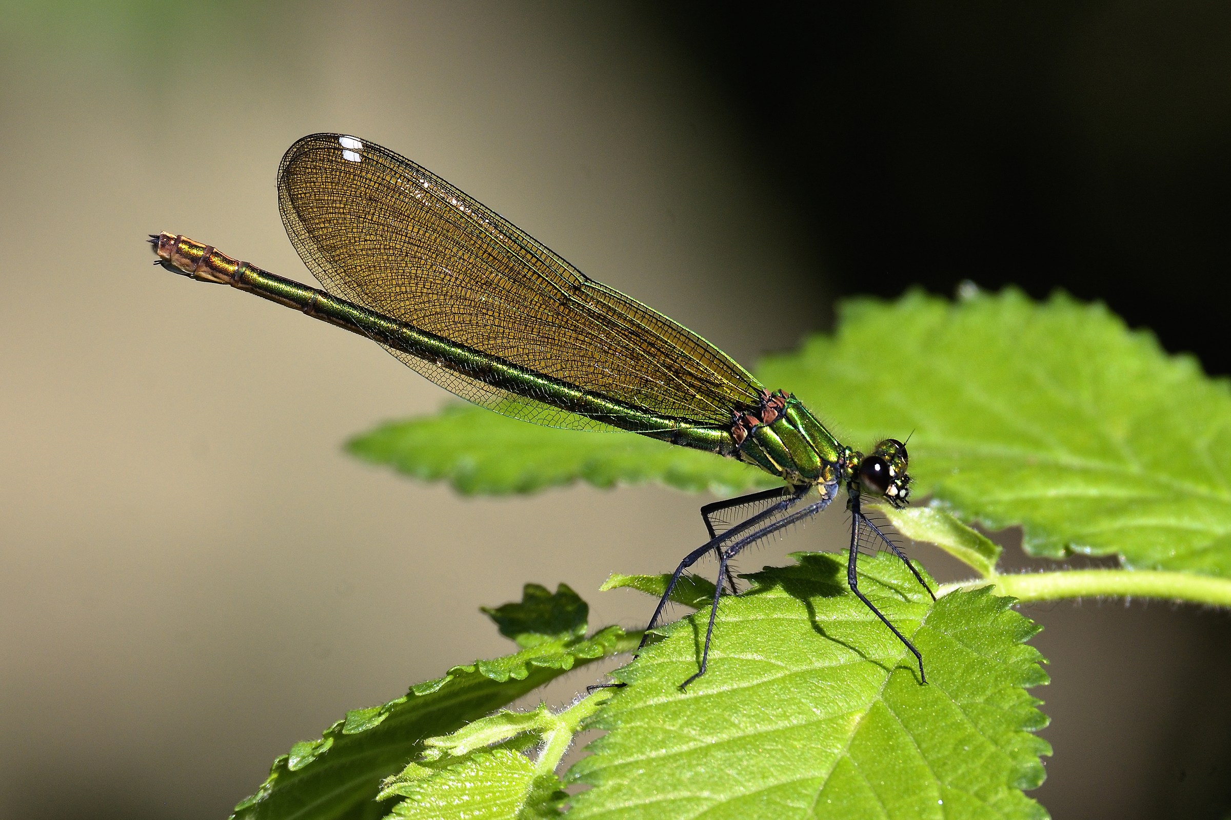Calopteryx virgo