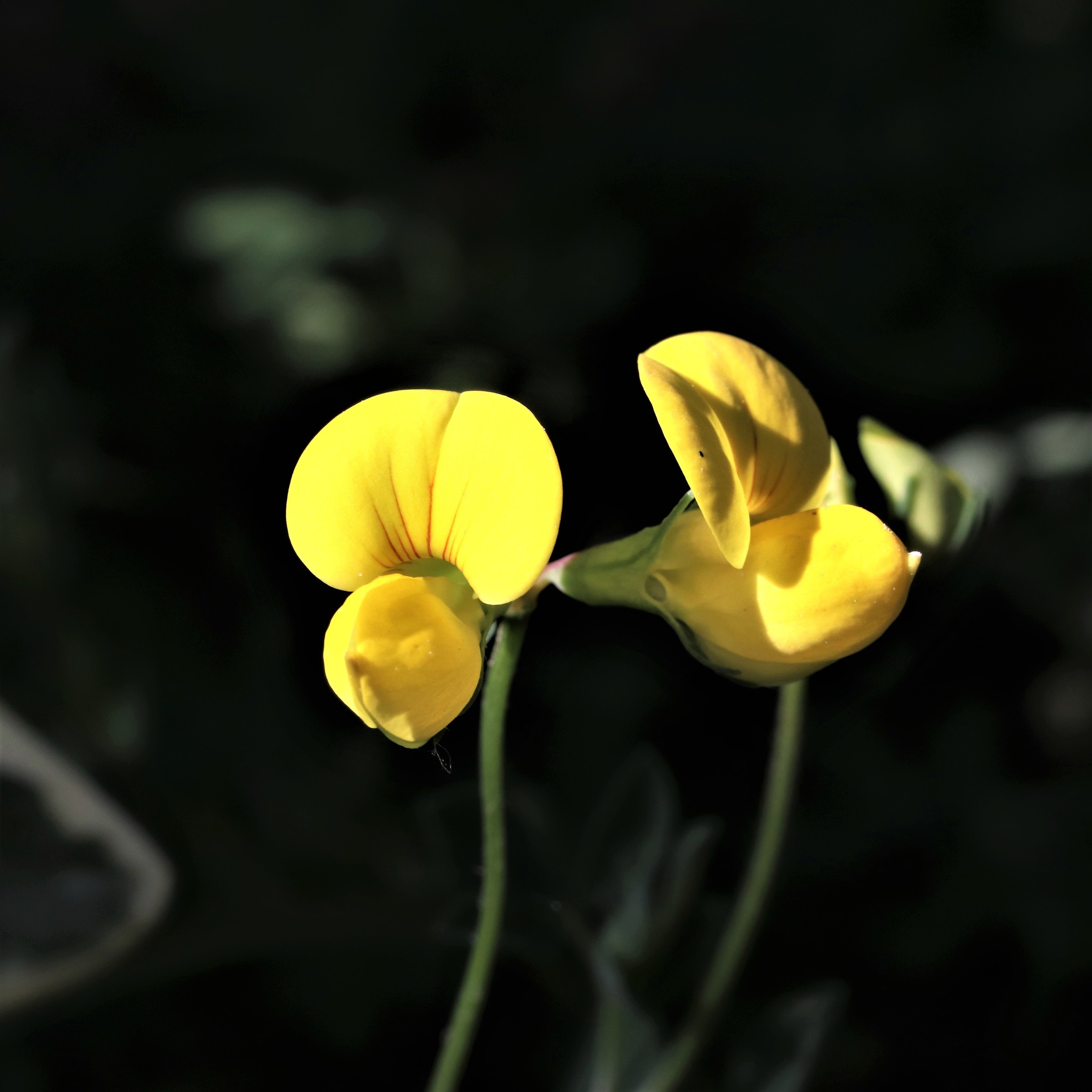Wild yellow flowers