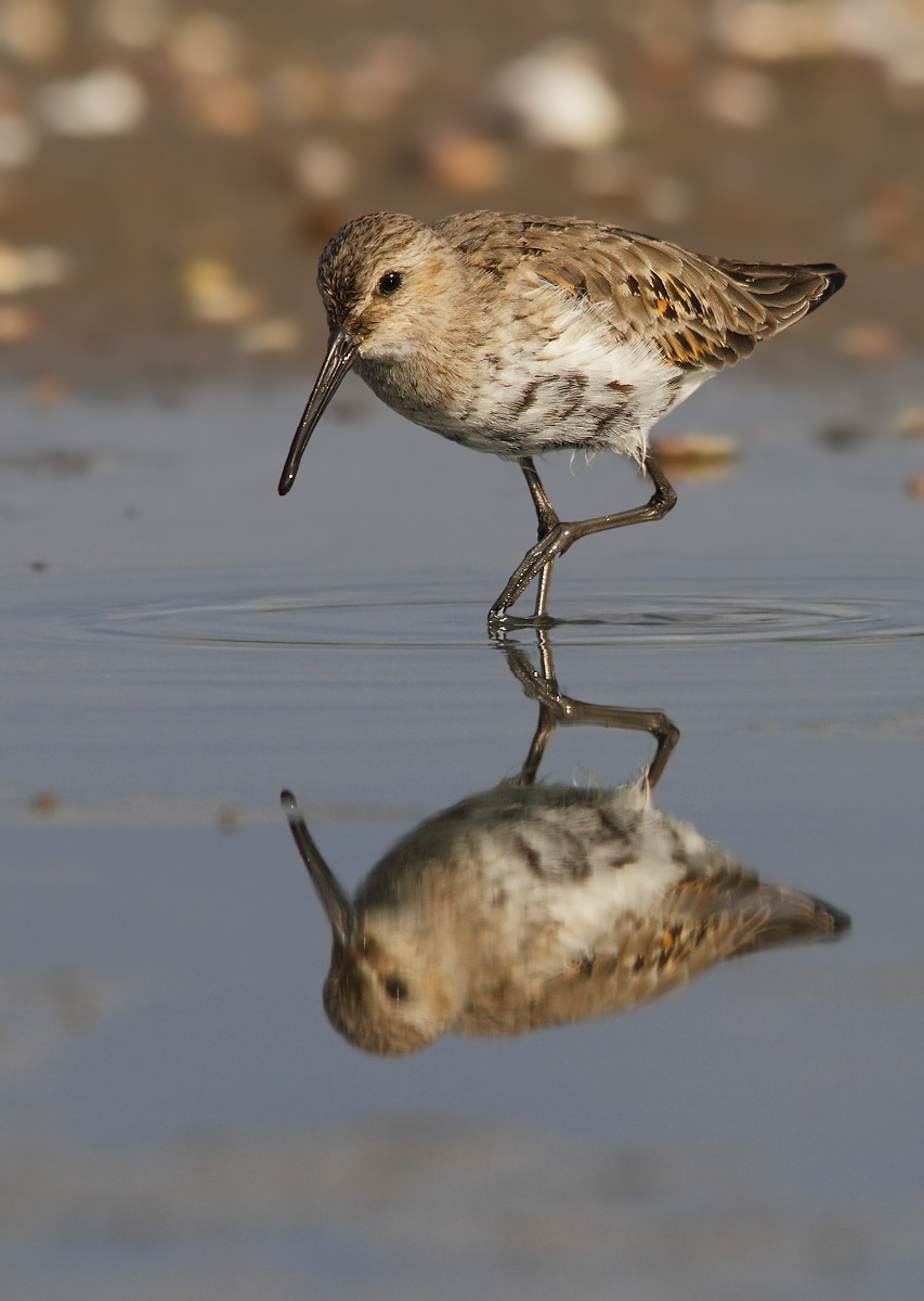 Dunlin