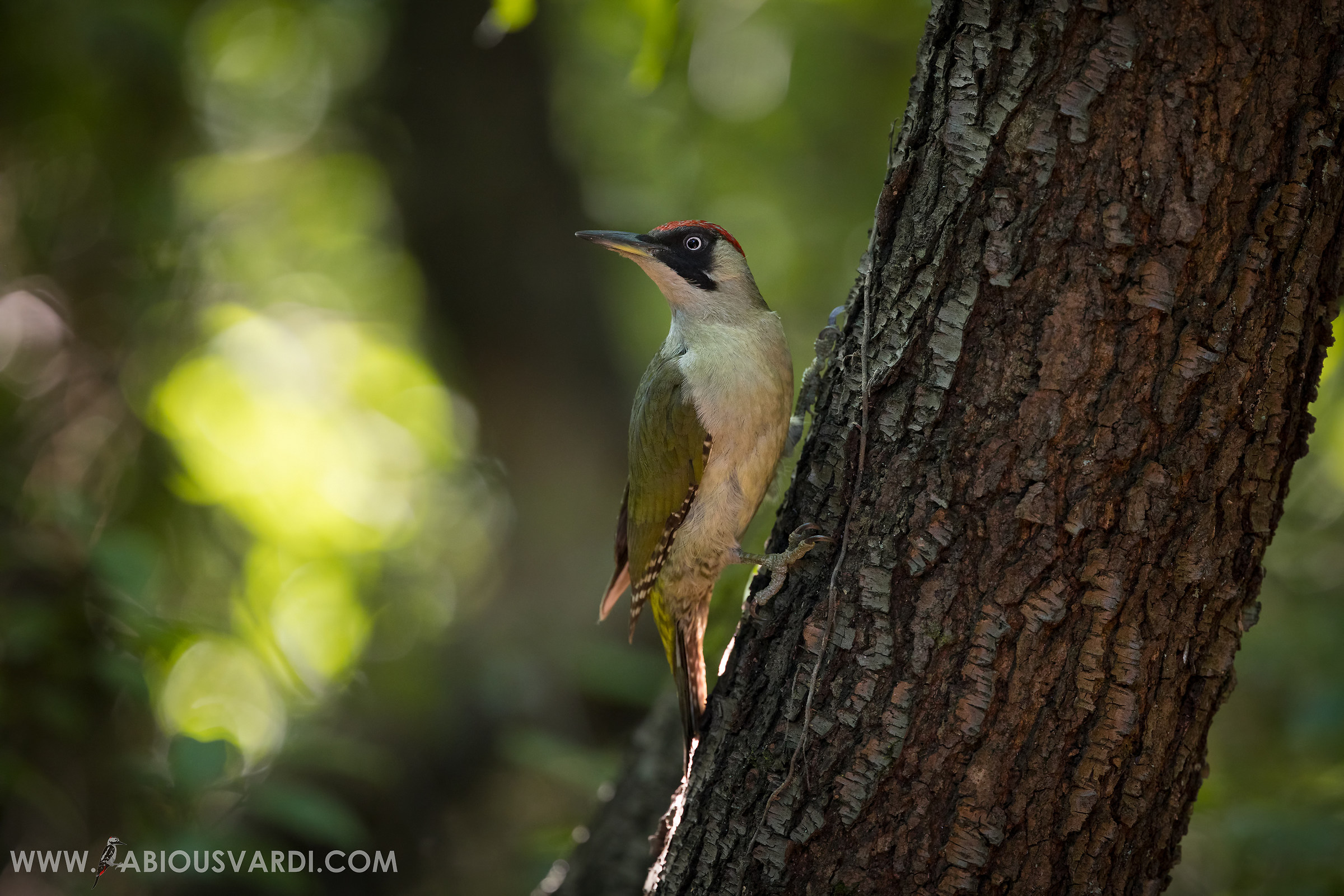Picus viridis (Green Woodpecker)