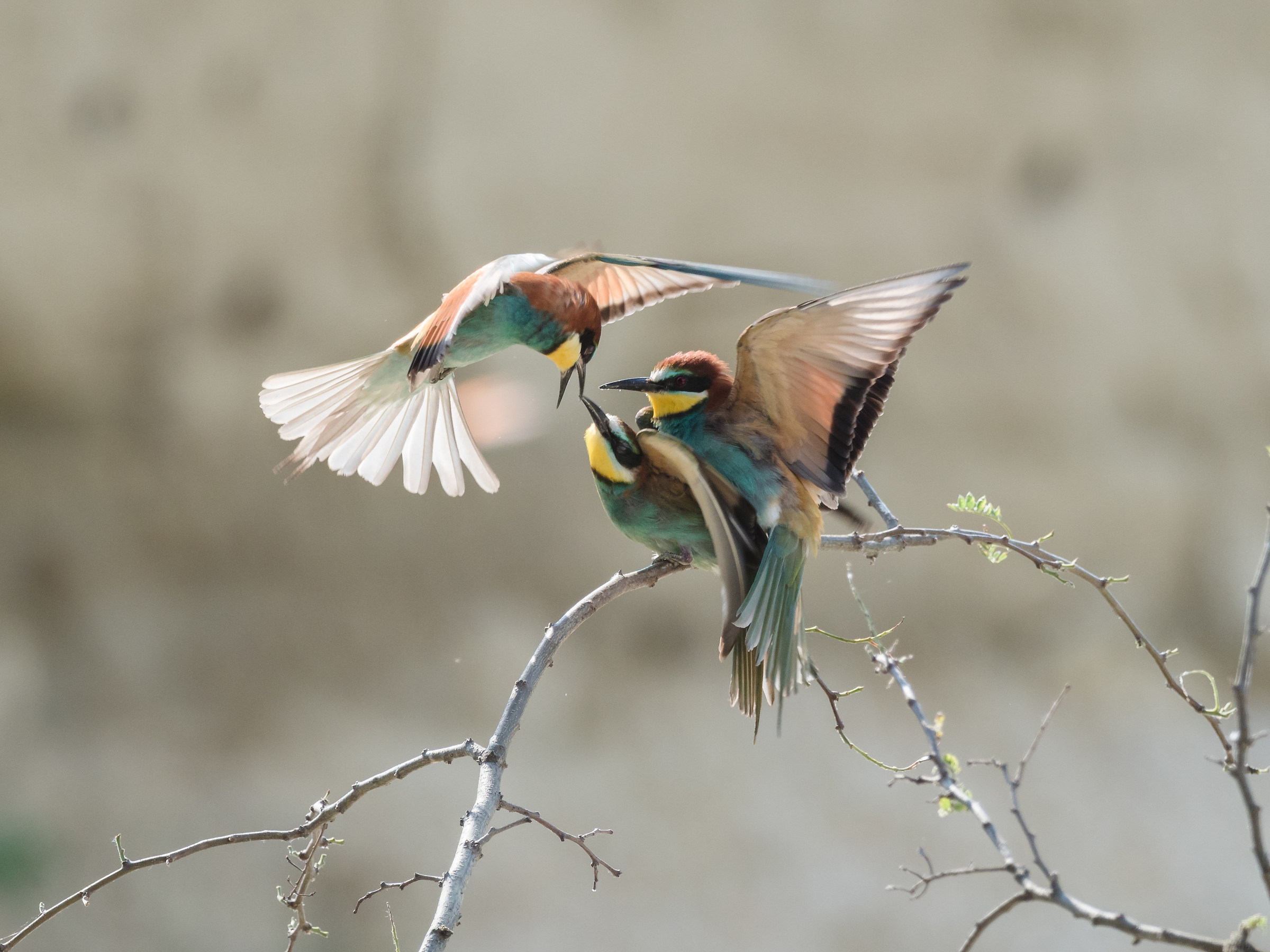 Intimità disturbata