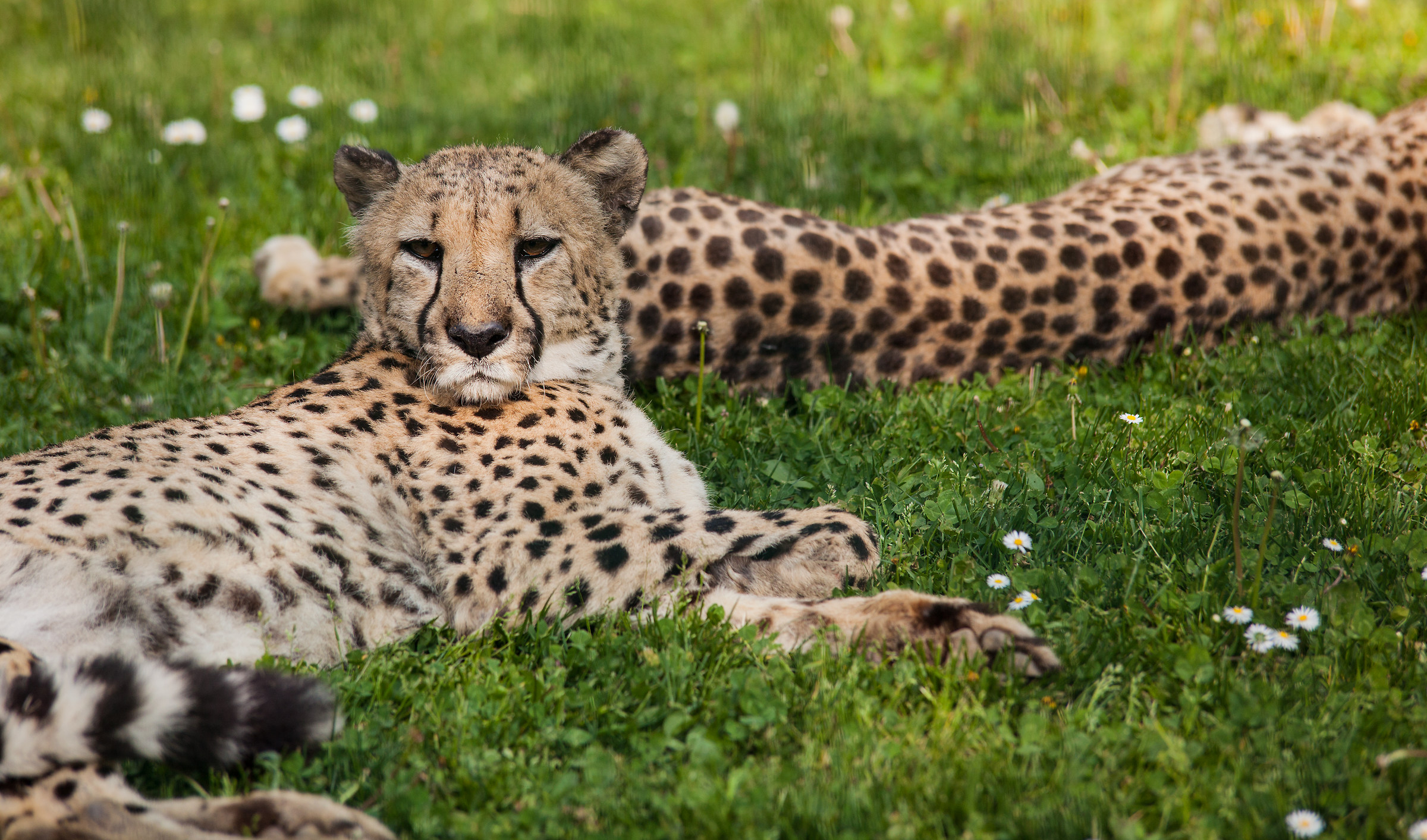 Fissiamoci. Who laughs first loses