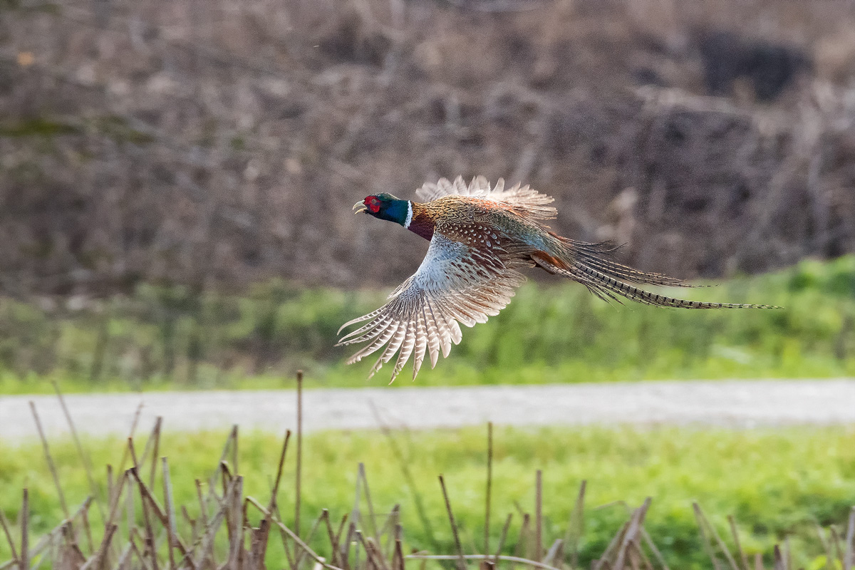 Scramento Valley , fagiano sotto la pioggia