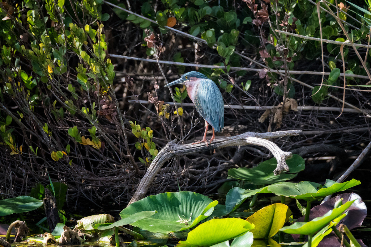 Little Blue, Florida Everglades