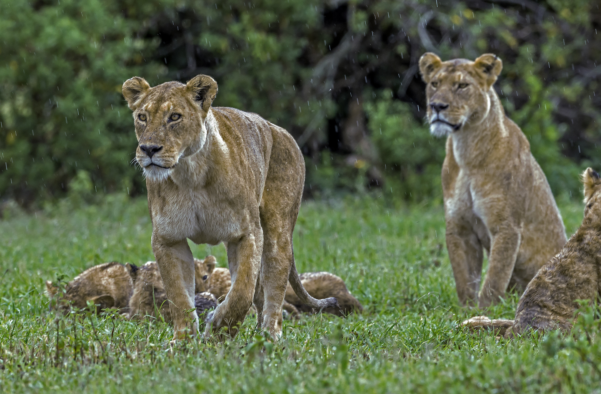 Tanzania 2017 - Adesso a caccia...