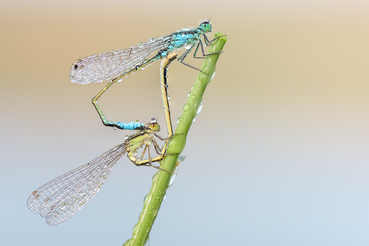 Bridesmaids in coupling