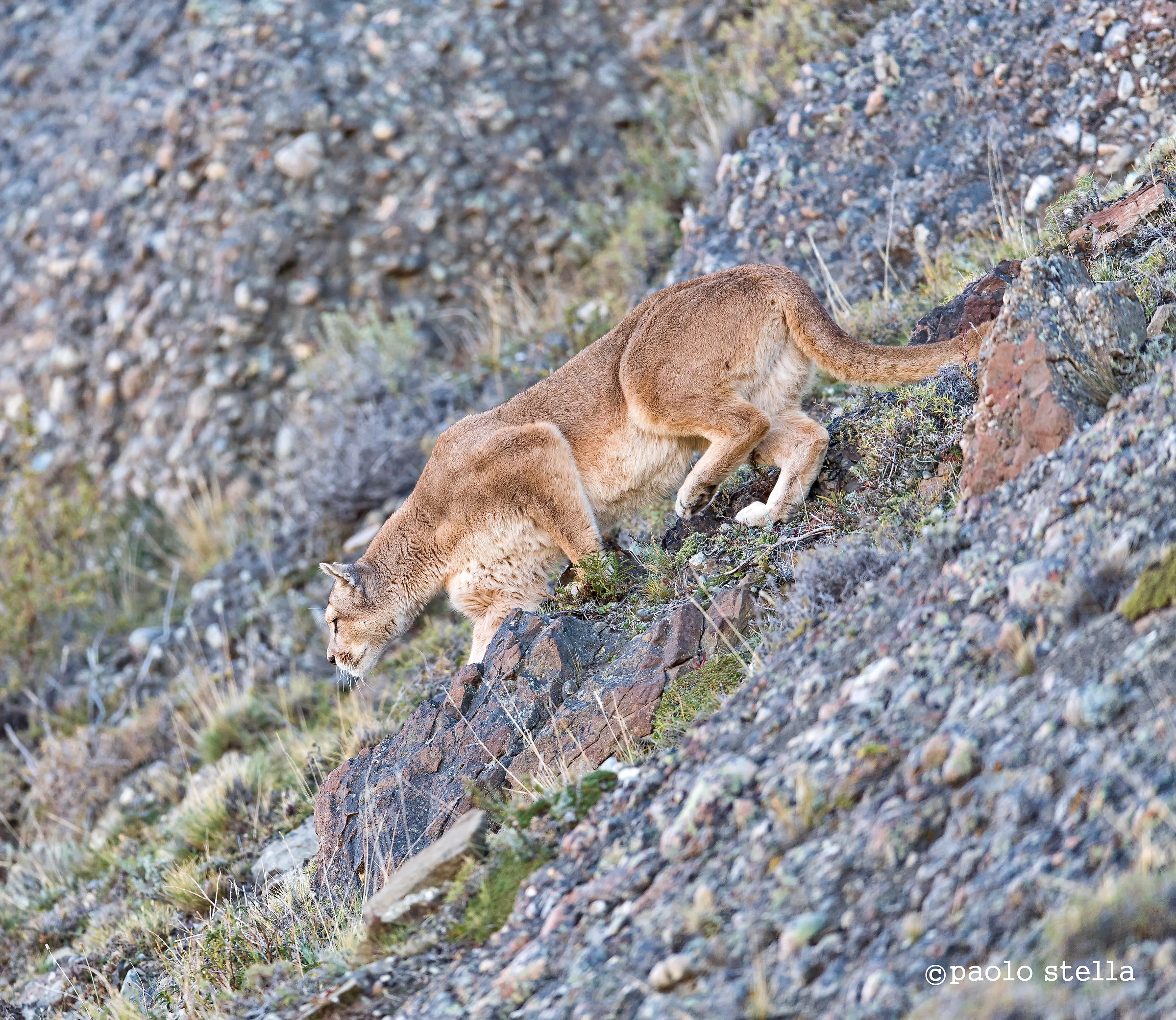Hunting in the mountains