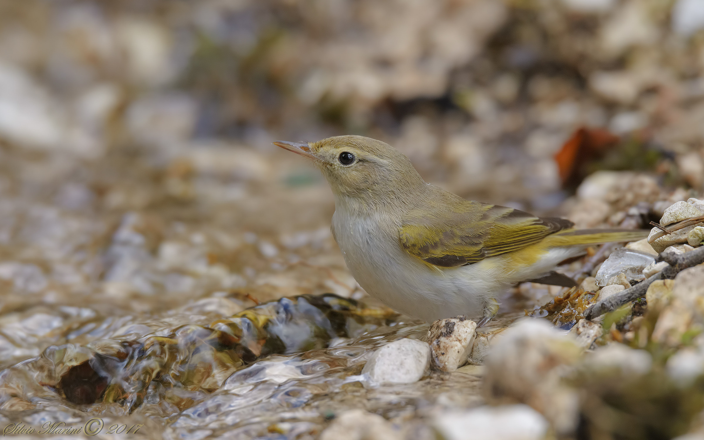 Luì bianco ( Phylloscopus bonelli)