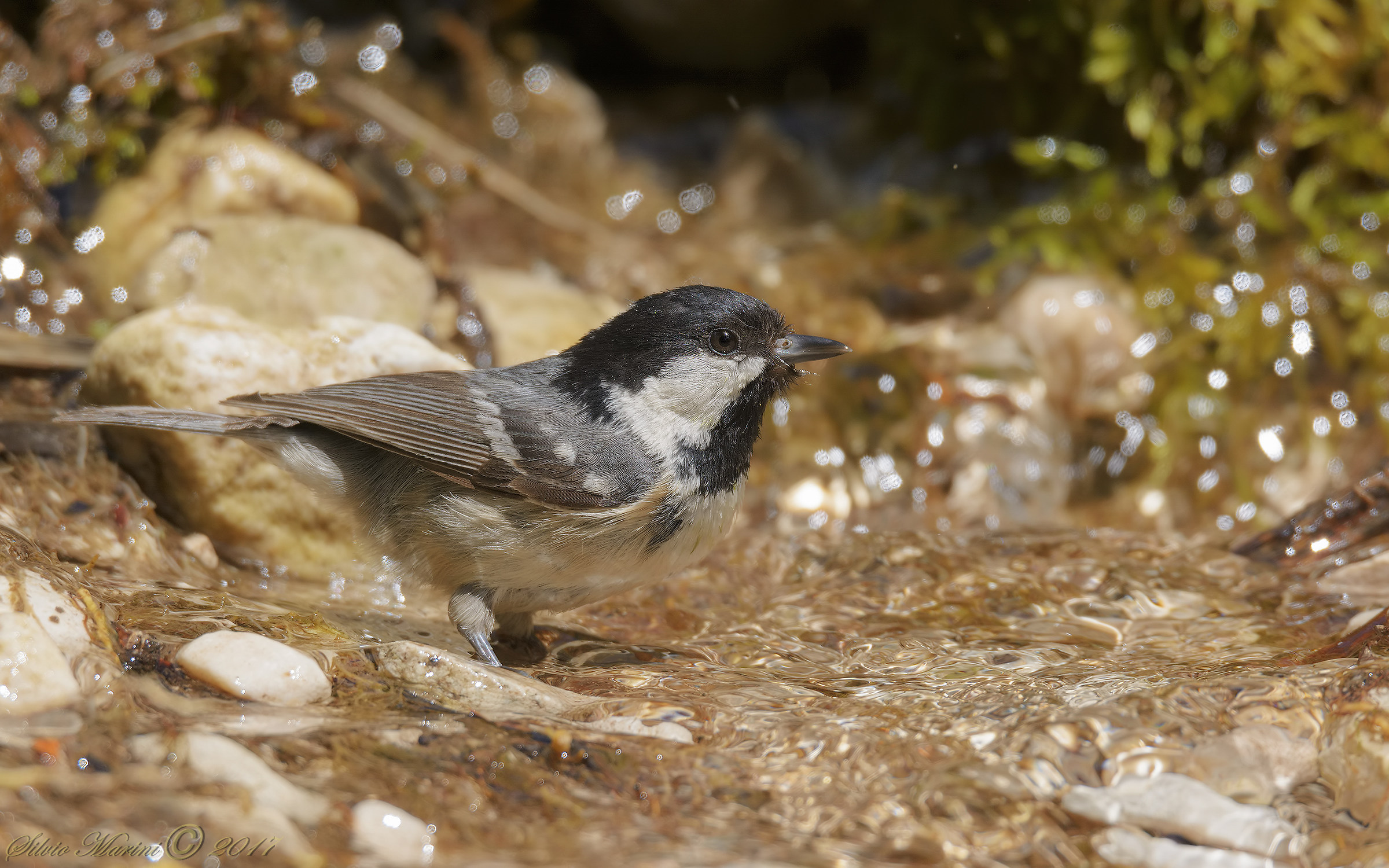 Cincia mora (Parus ater)