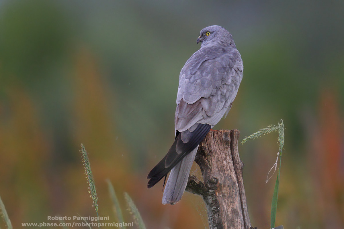 Ugly day with albanella