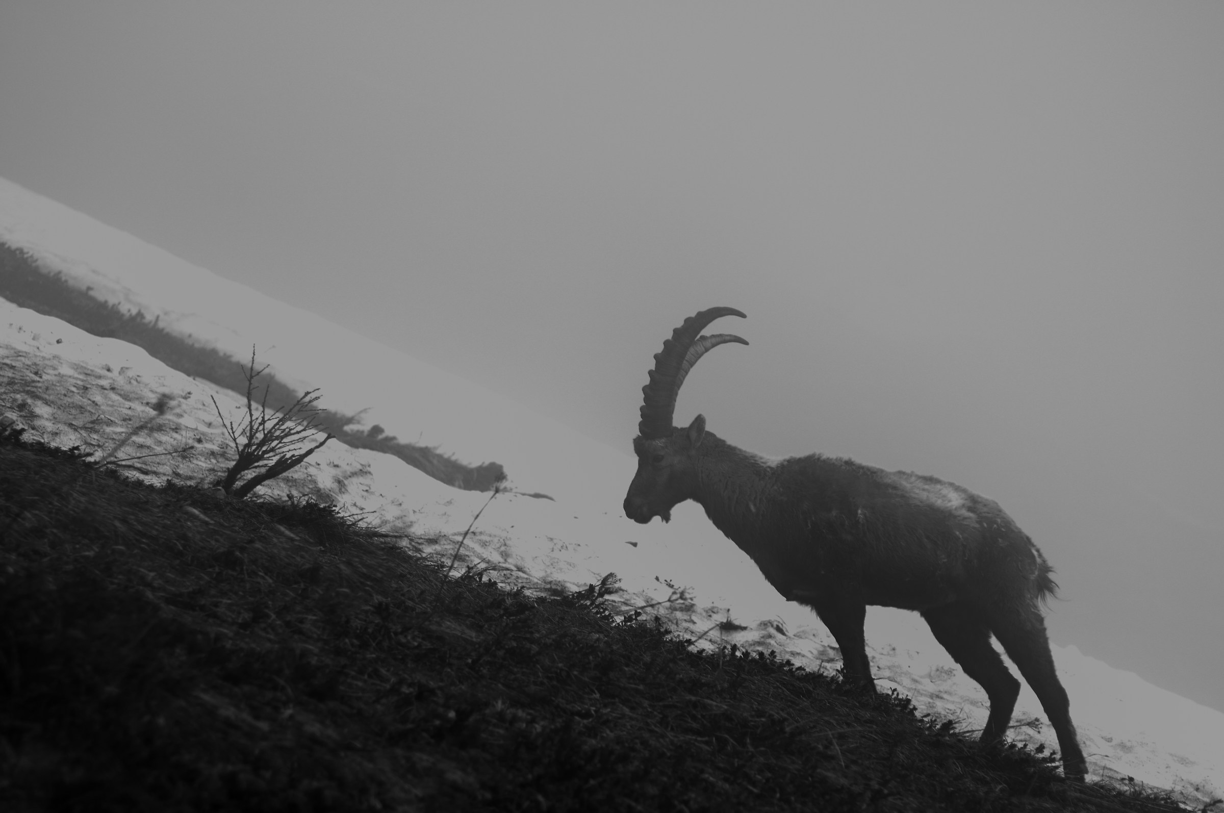 The king of peaks in the mists