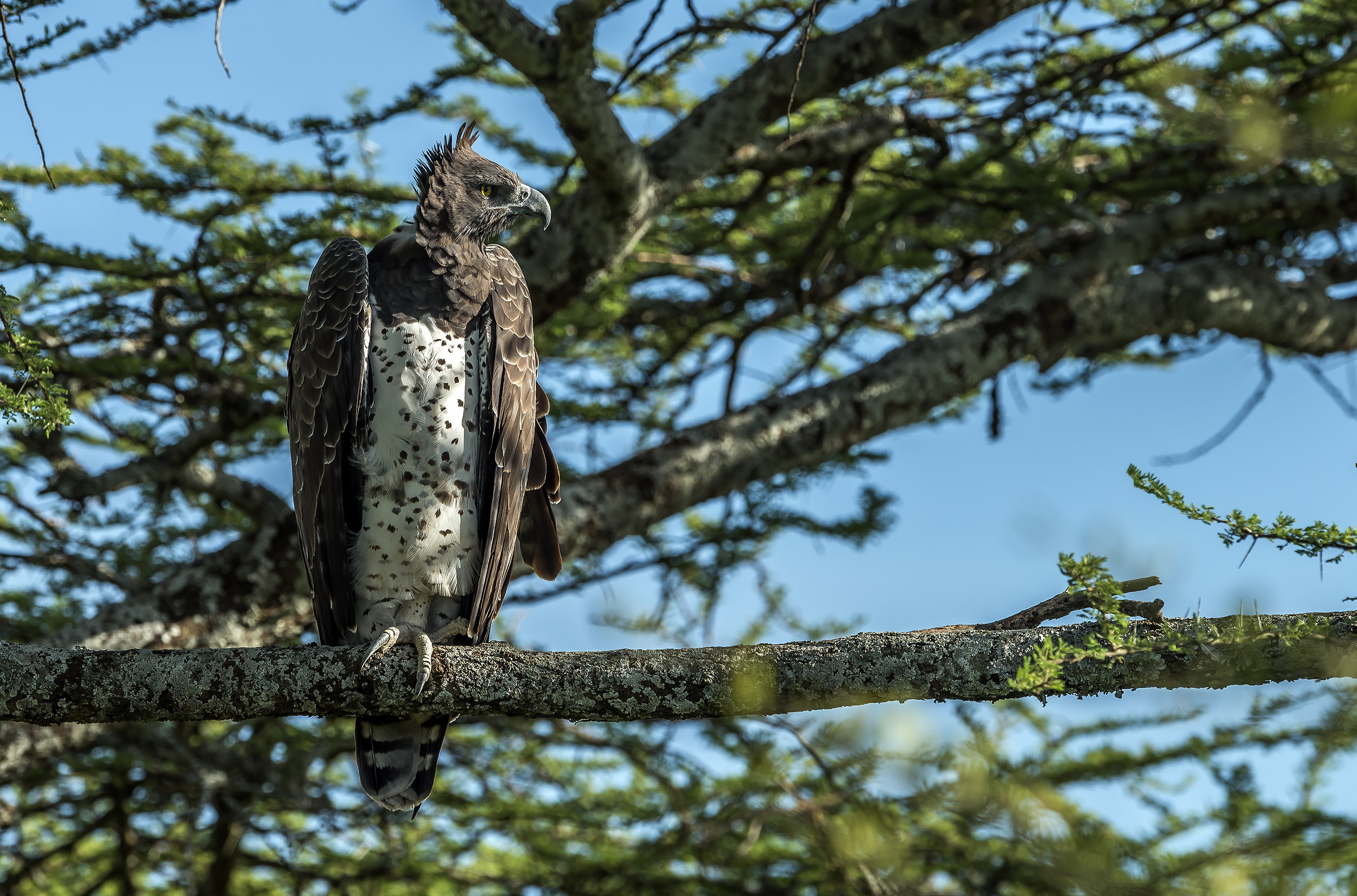 Tanzania 2017 - Aquila Marziale