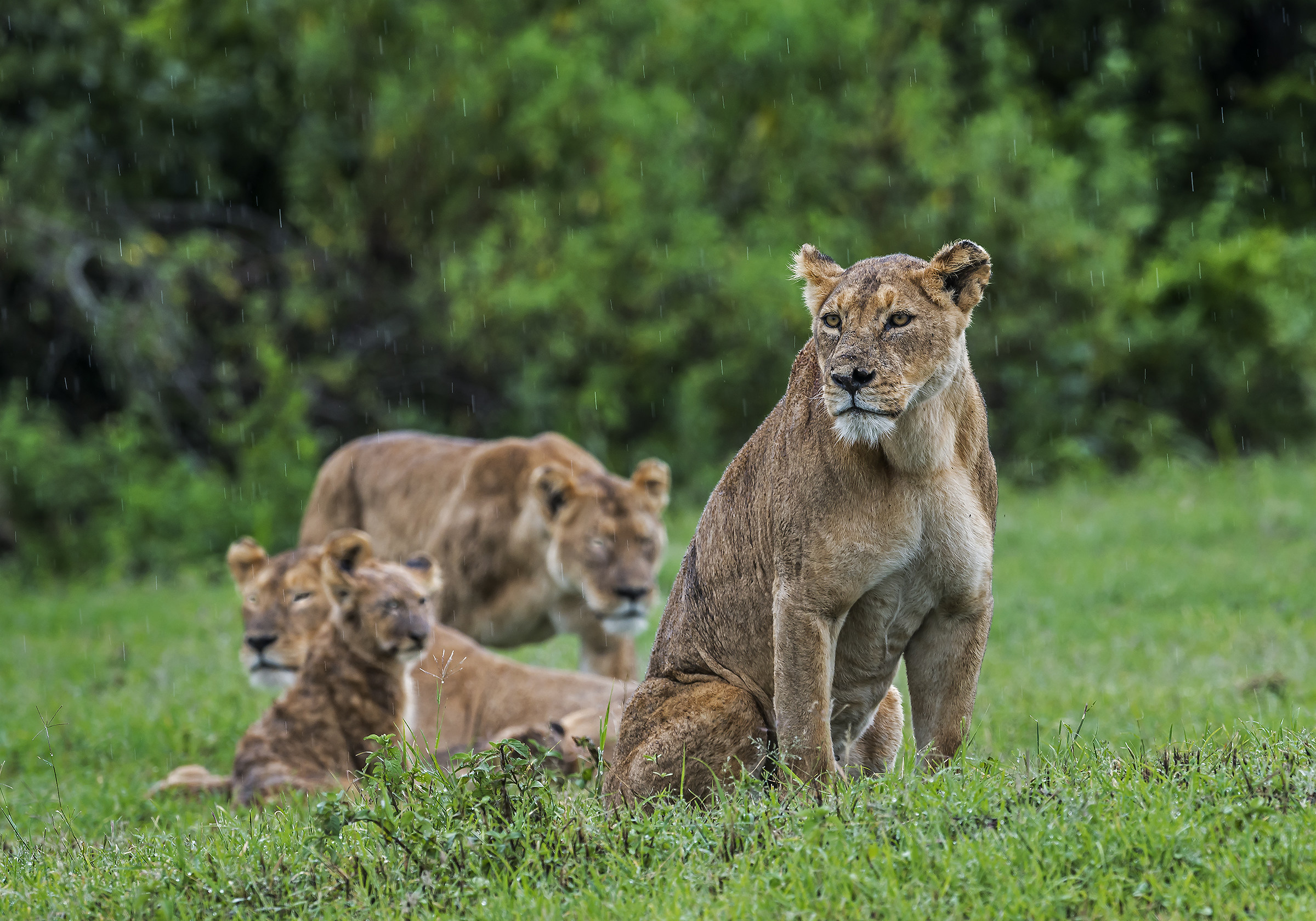 Tanzania 2017 - Matriarche