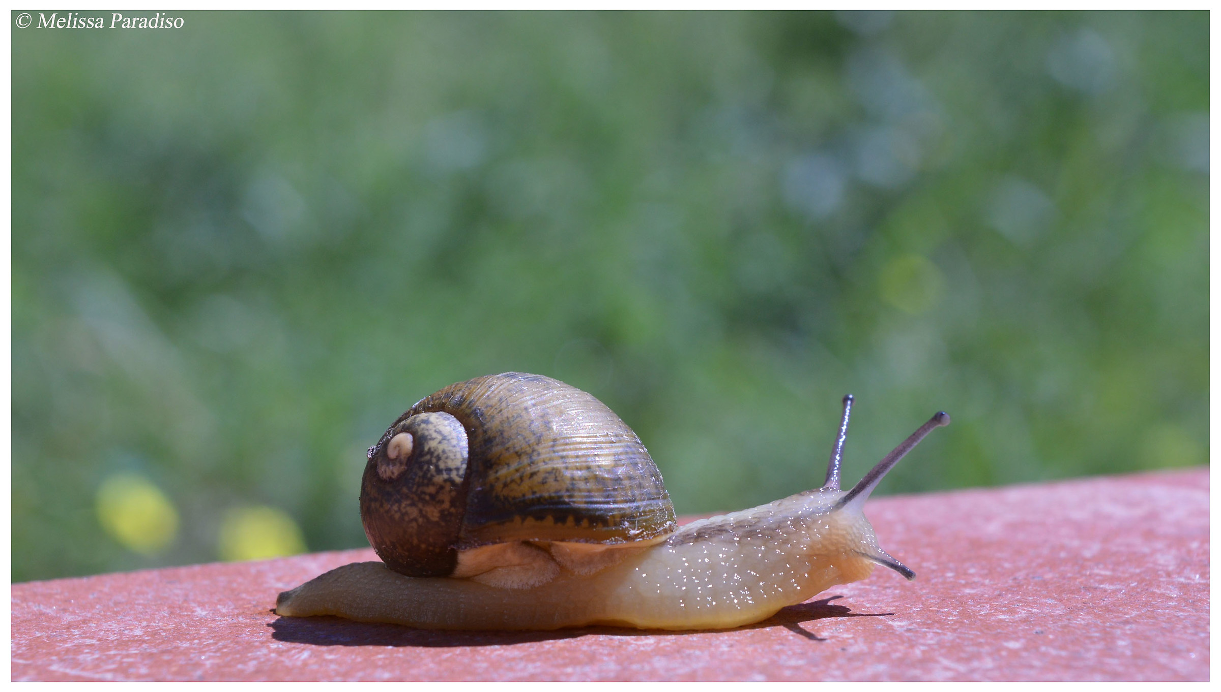 Snail
