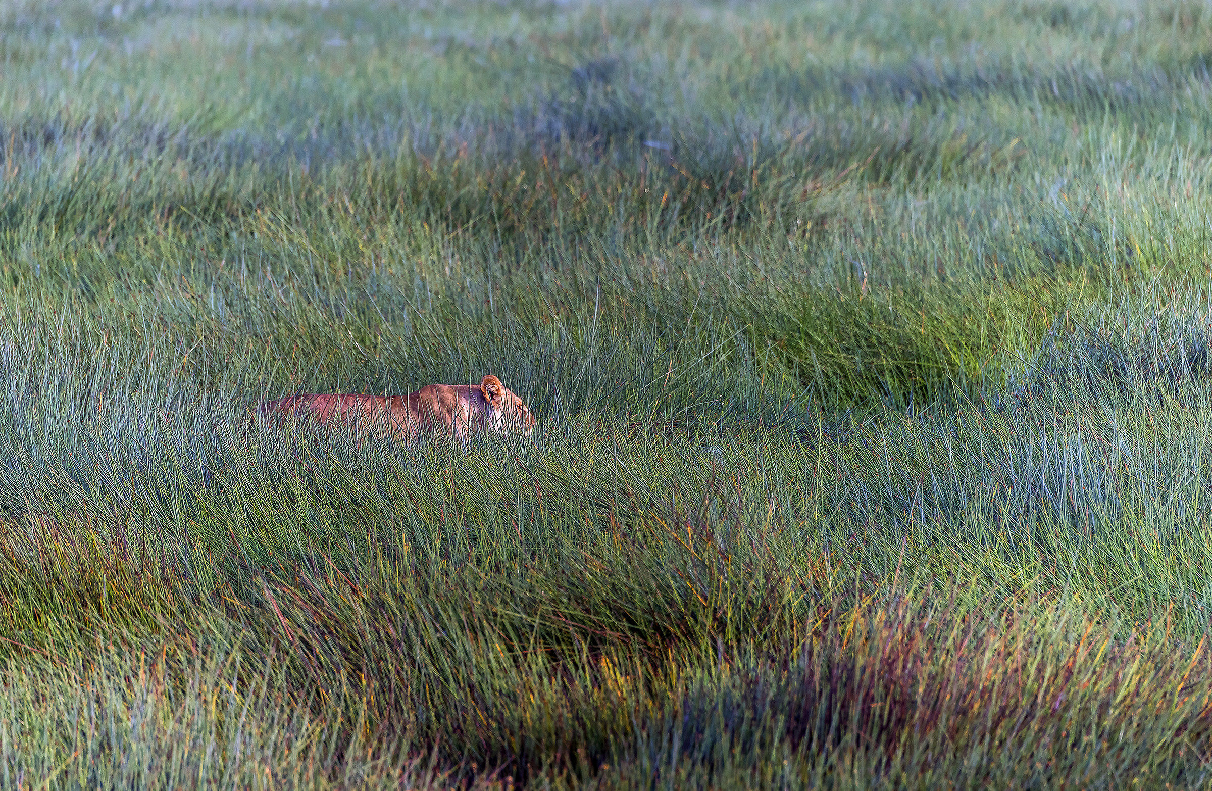Tanzania 2017 - Nell'erba