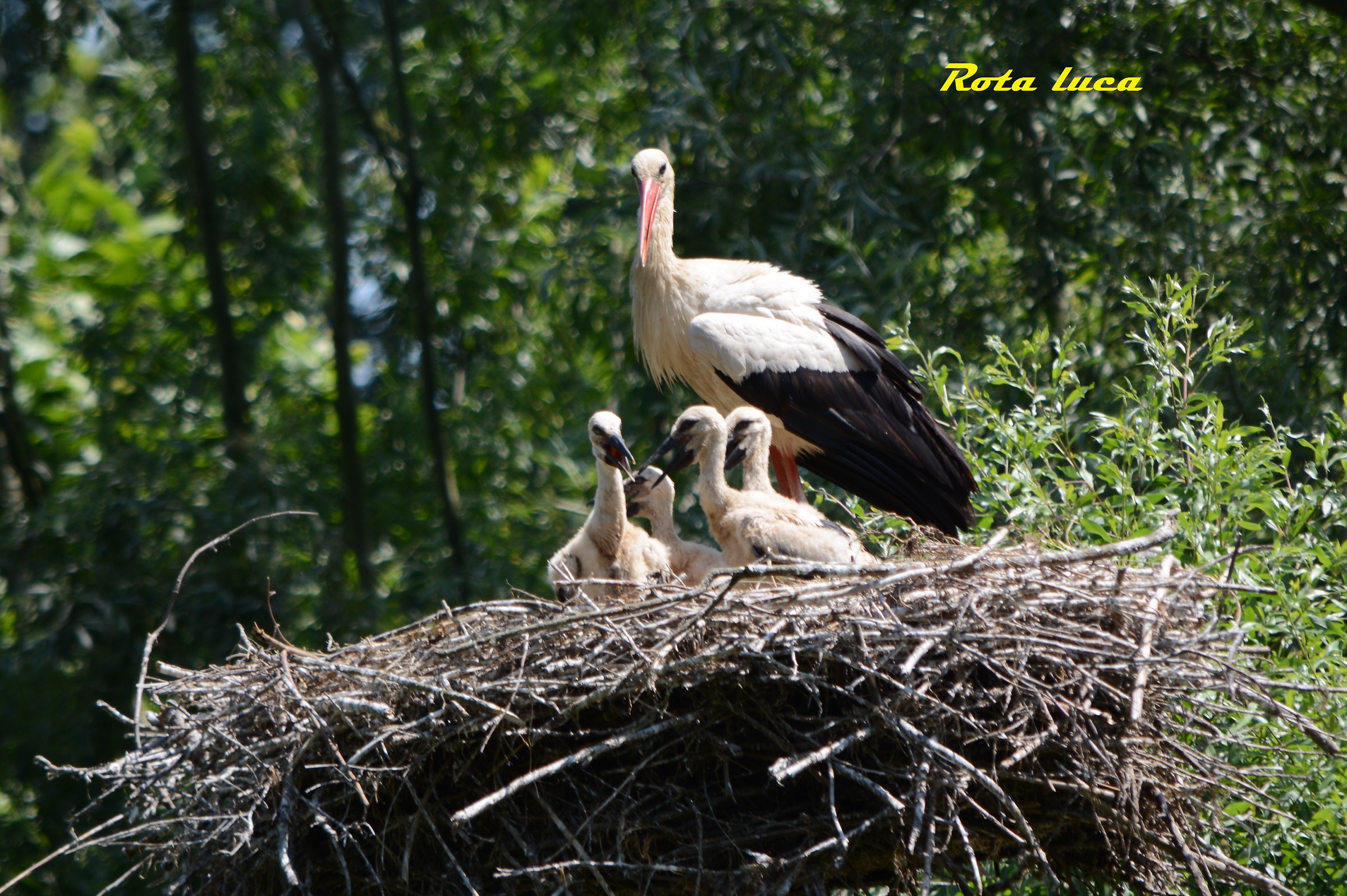 Stroke with offspring