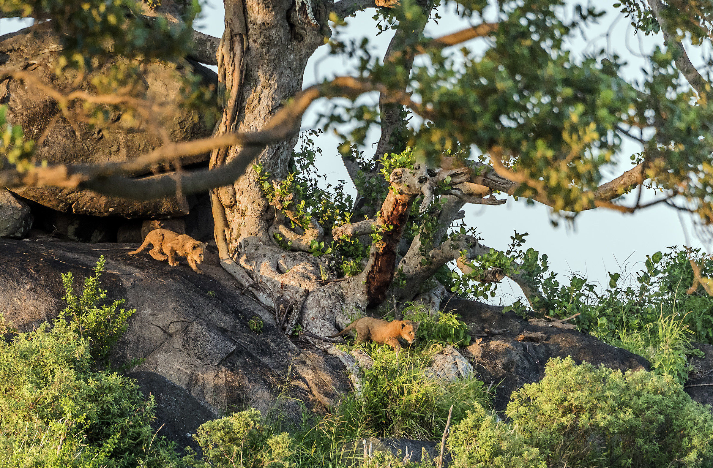 Tanzania 2017 - Sorprese sul Kopjes