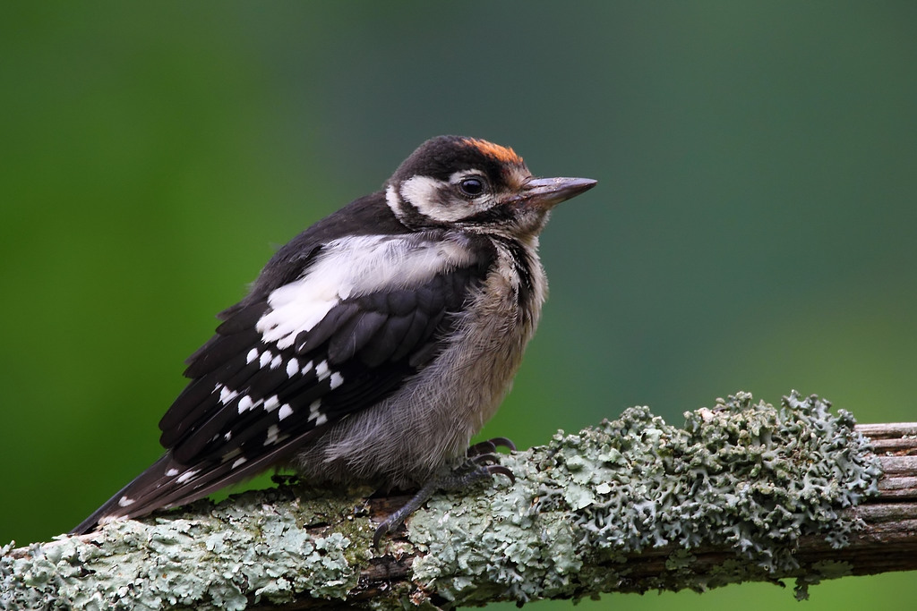 Young red woodpecker - young