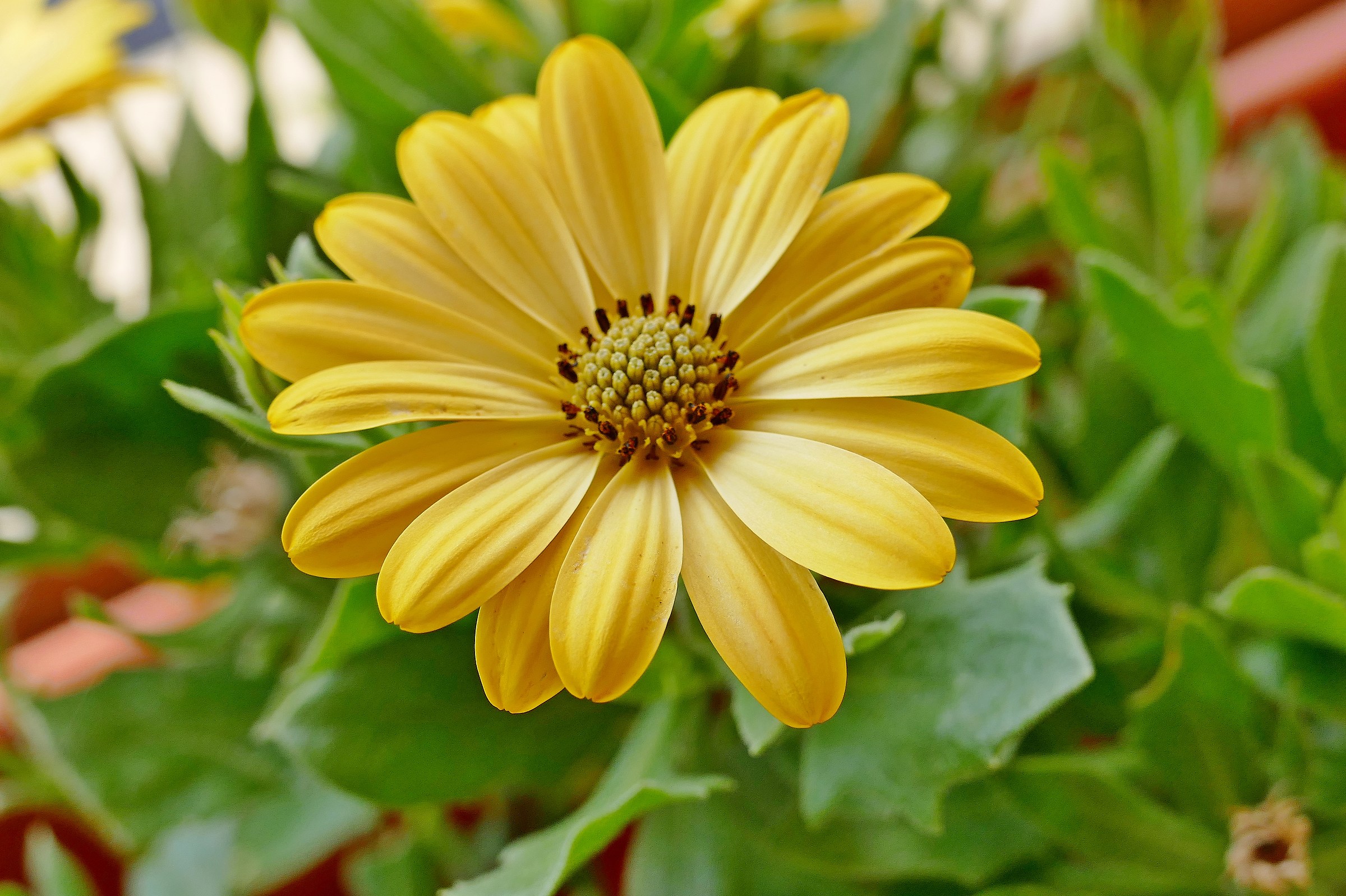 Margherita in controluce