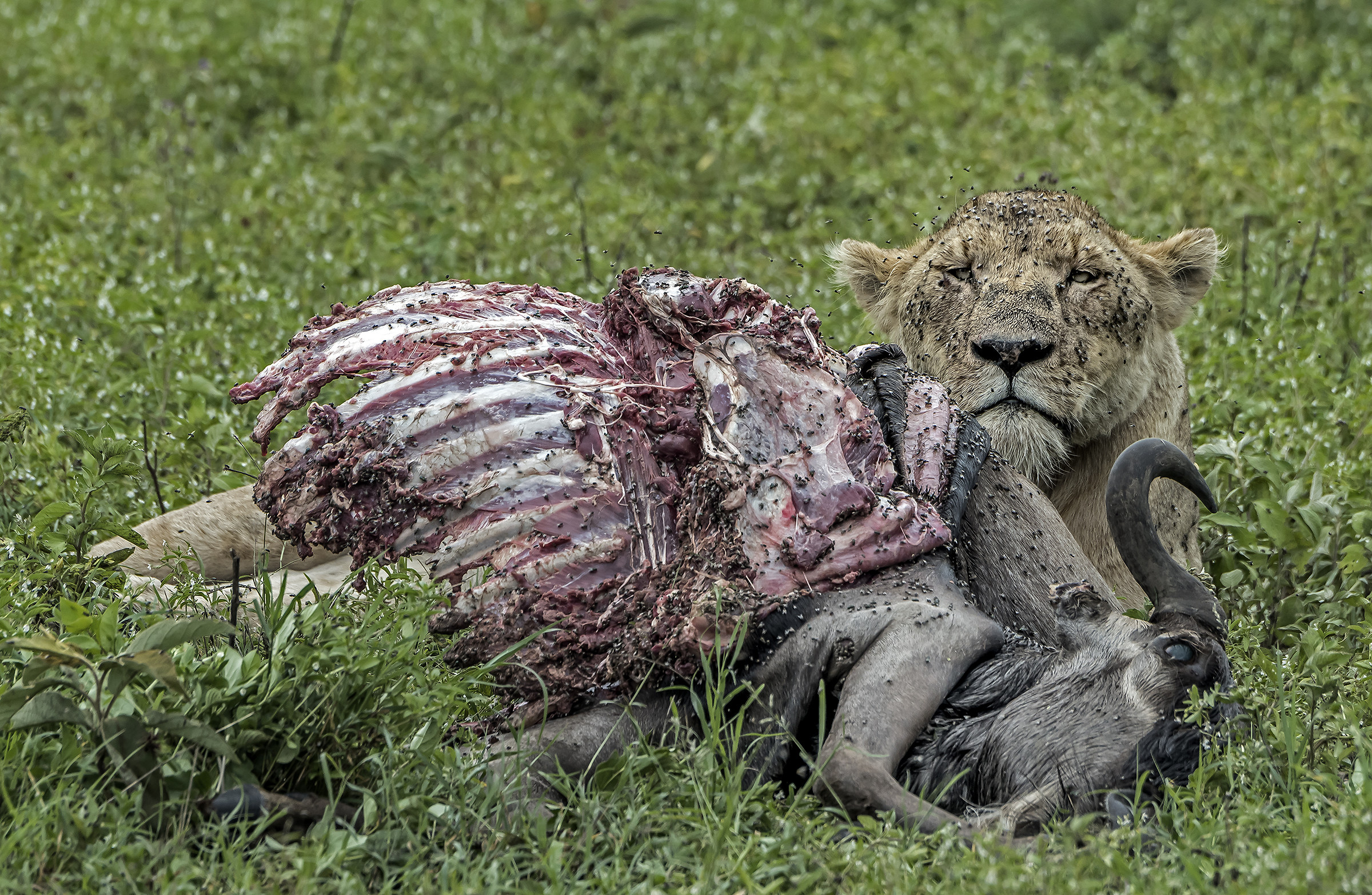 Tanzania 2017 - Predation