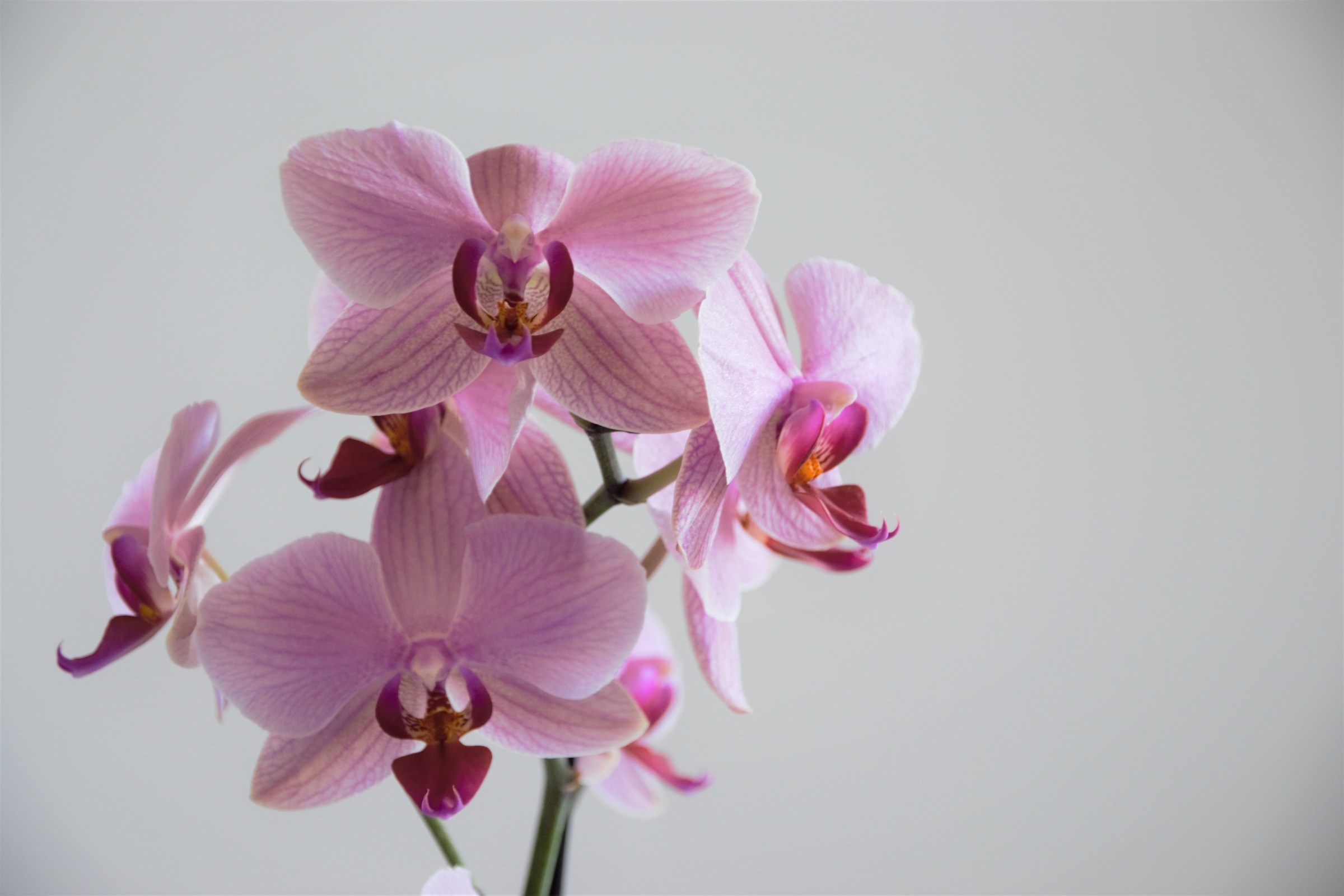 Orchidee1