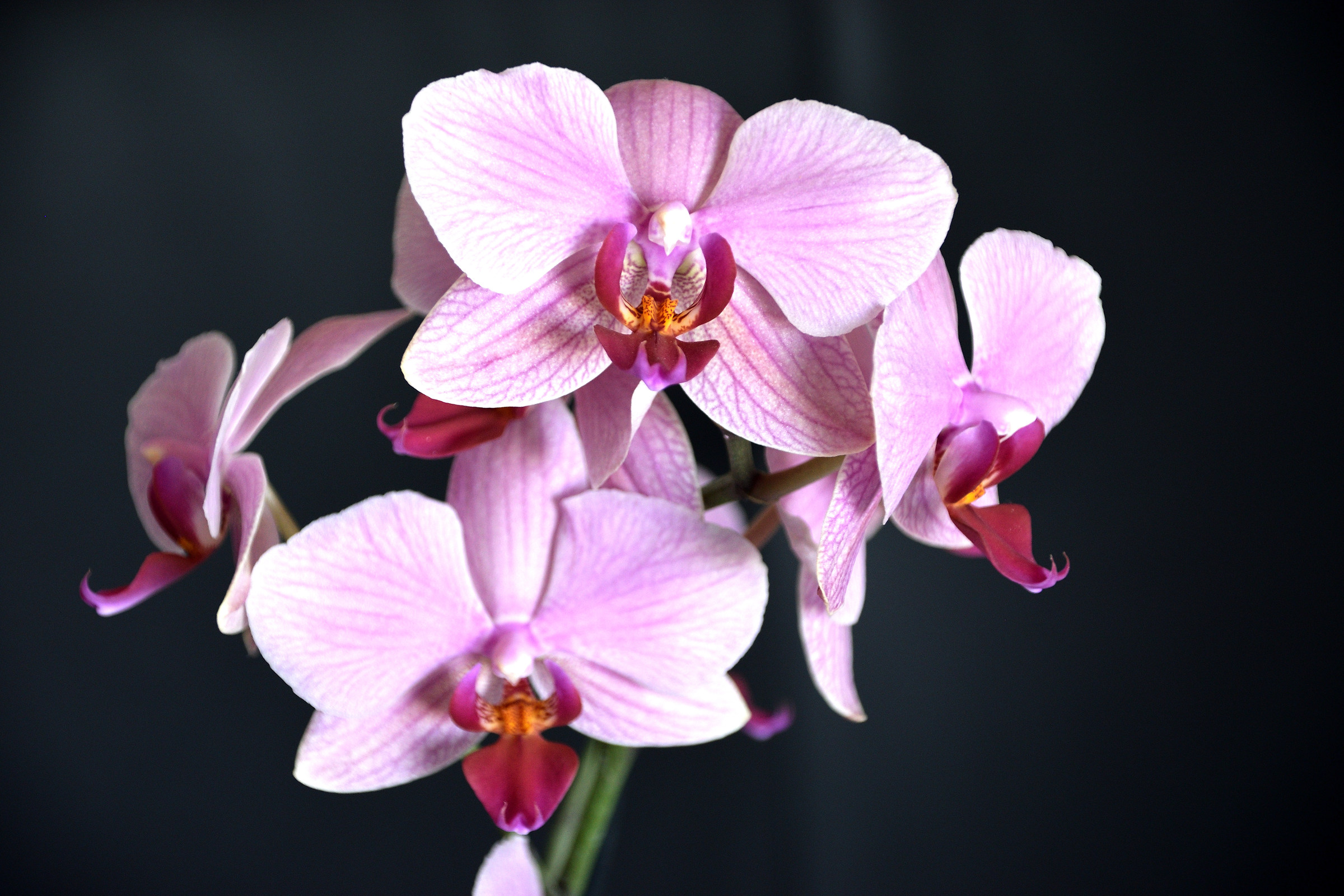 Orchidee2