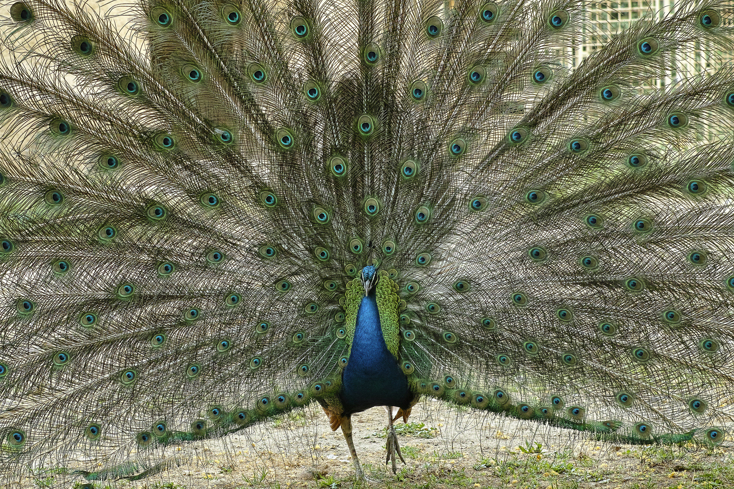 Peacock
