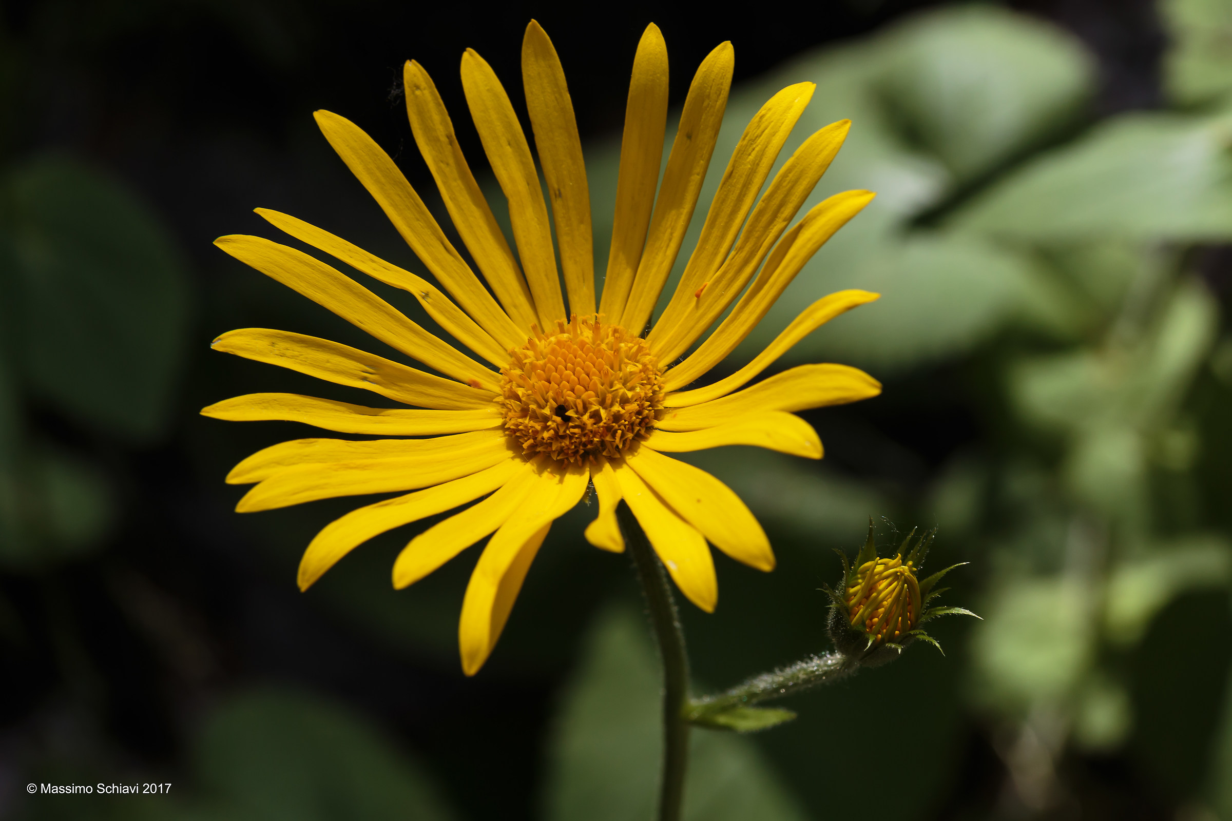 Doronicum austriacum Jacq. - Austrian Doron.