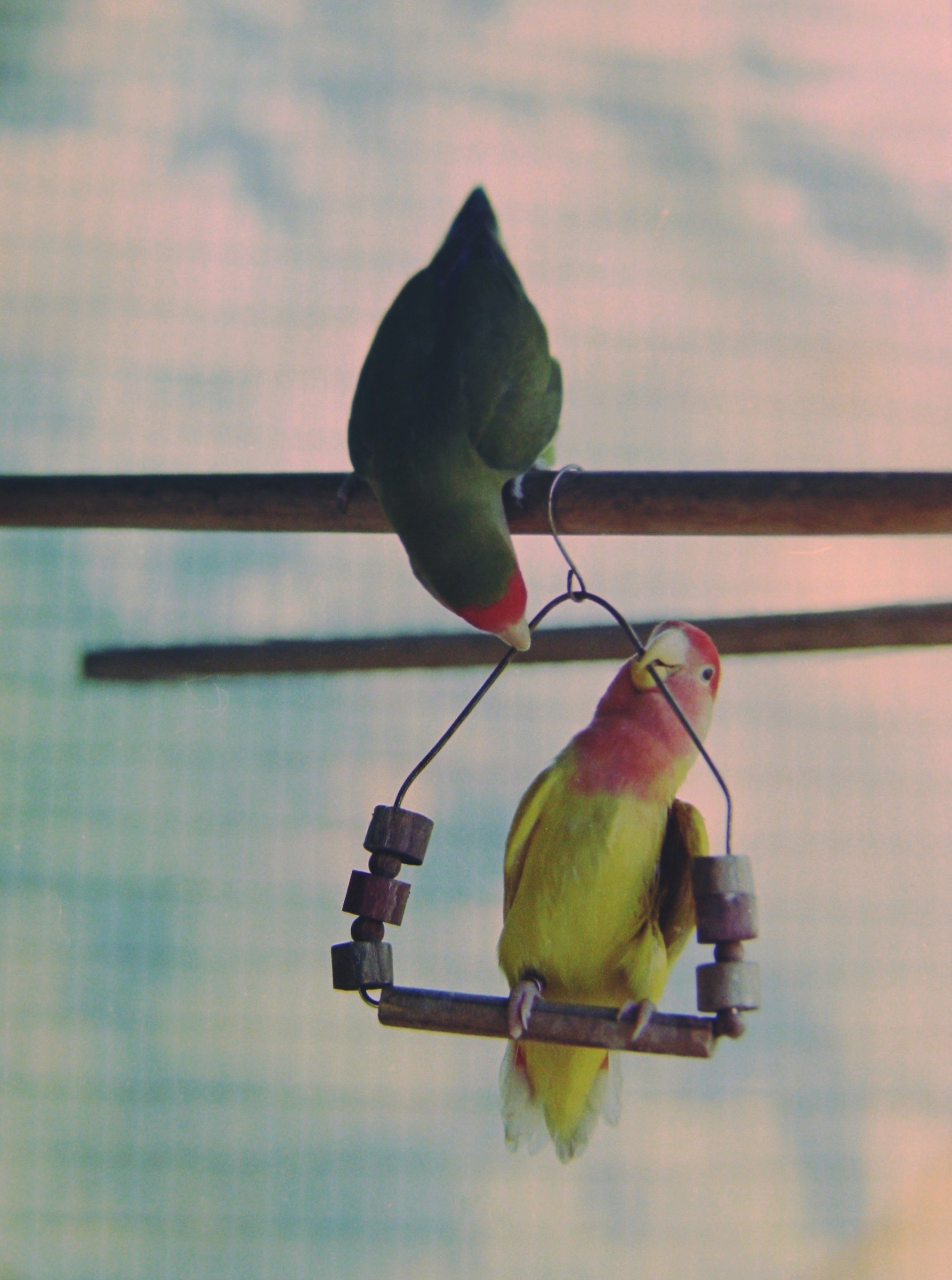 Ciao Dodi! Ciao Nenè!