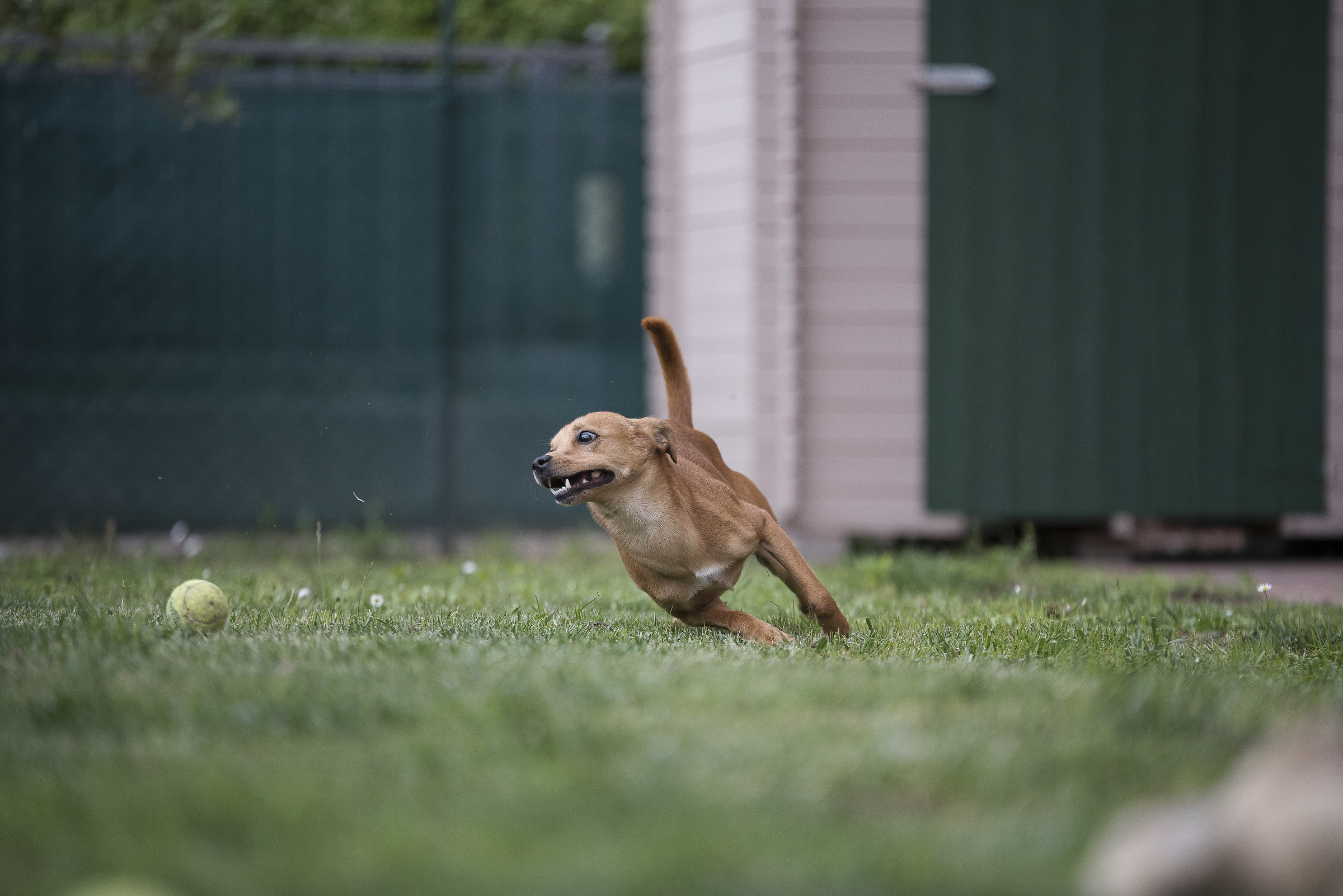 Max hunting the ball