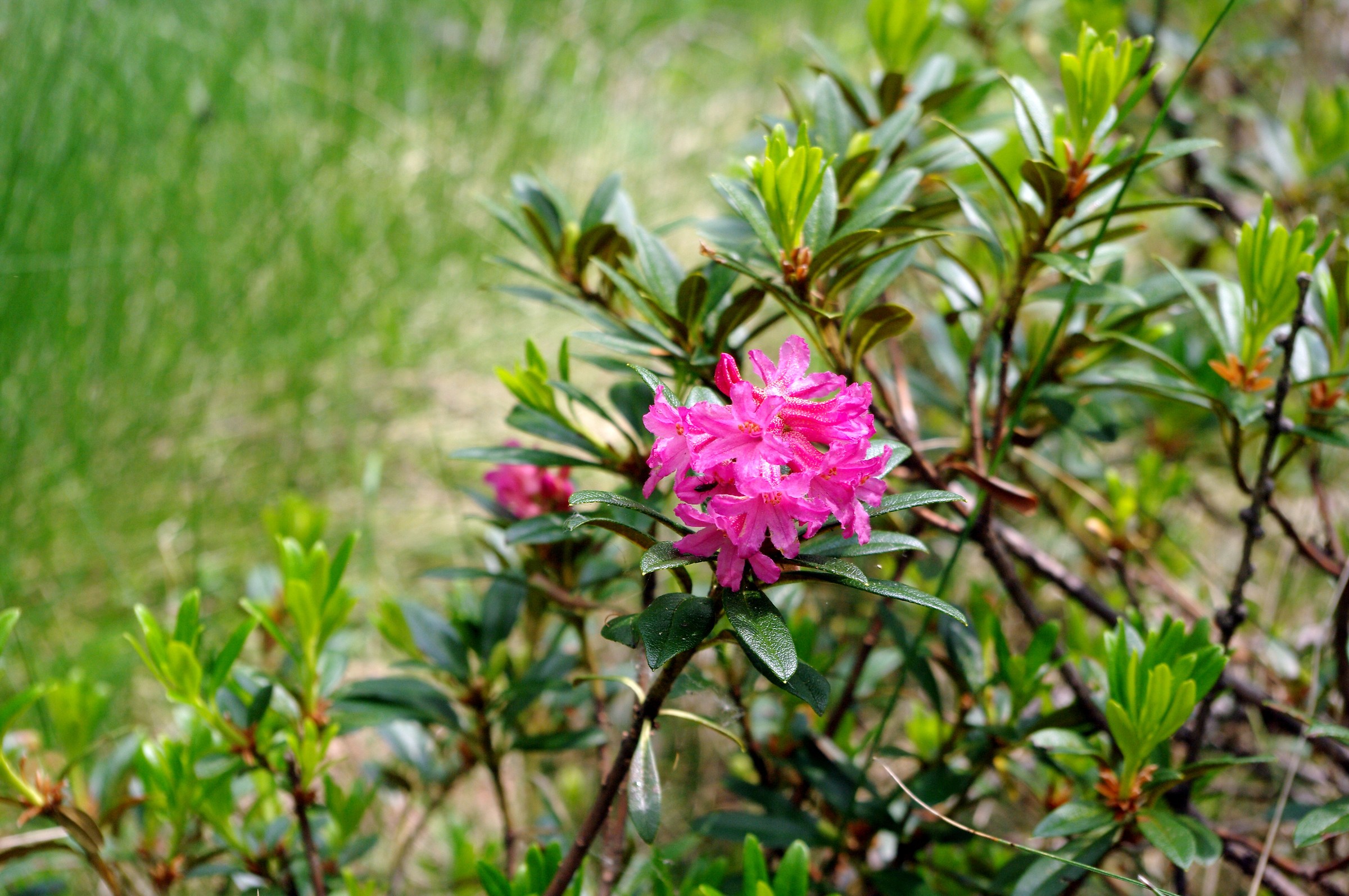 Rododendro