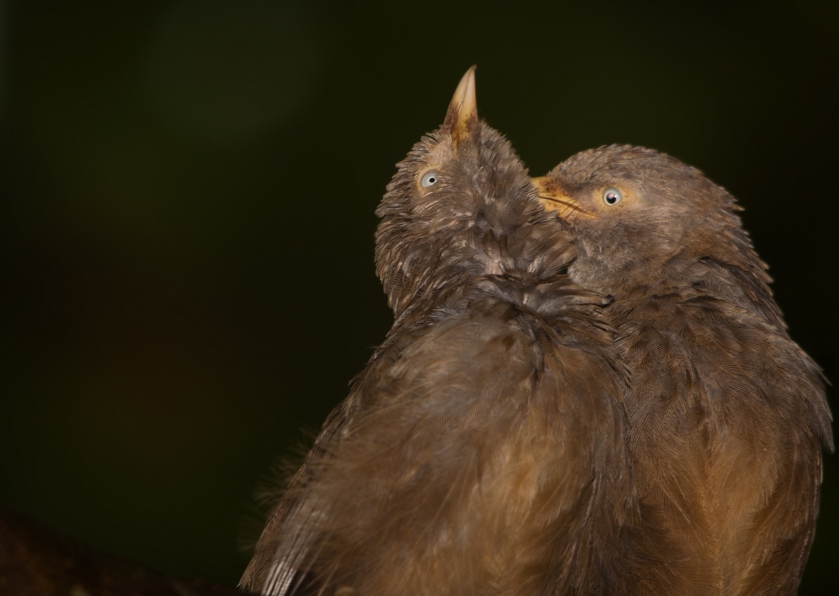 Yellow Billed Babbler