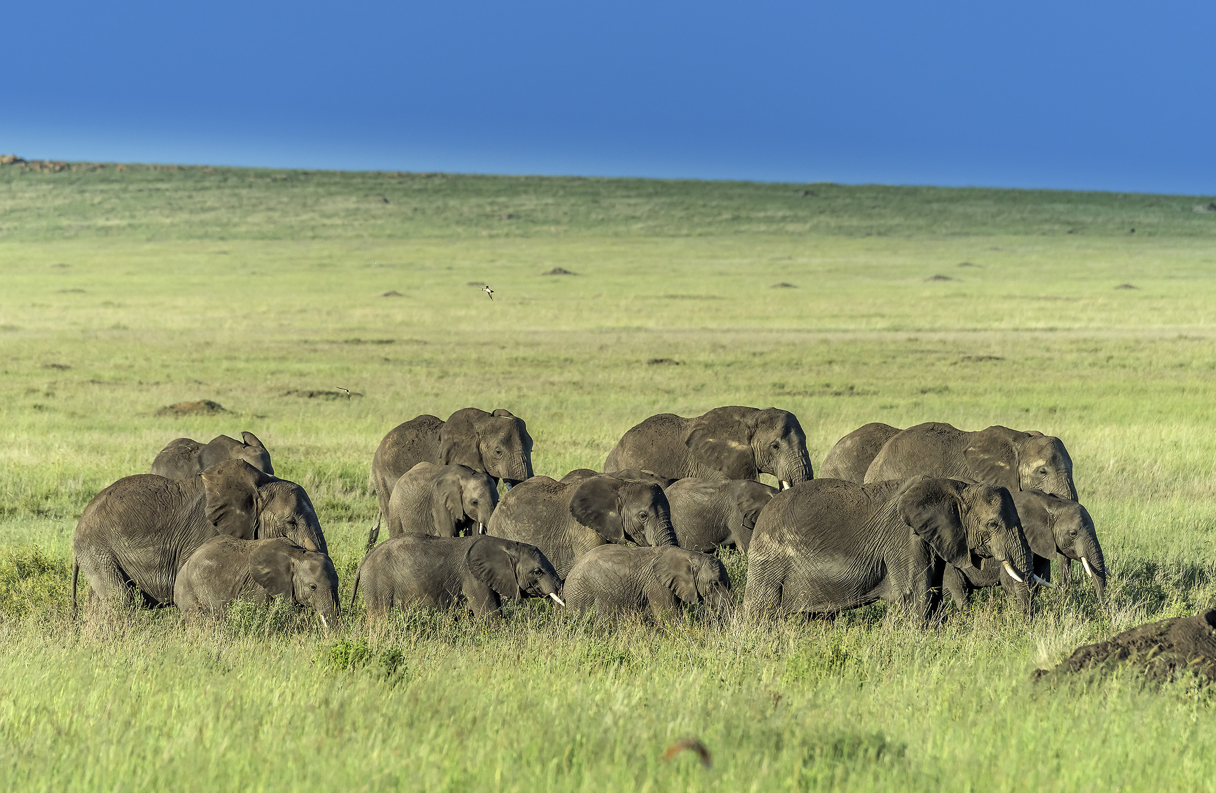 Tanzania 2017 - Serengeti