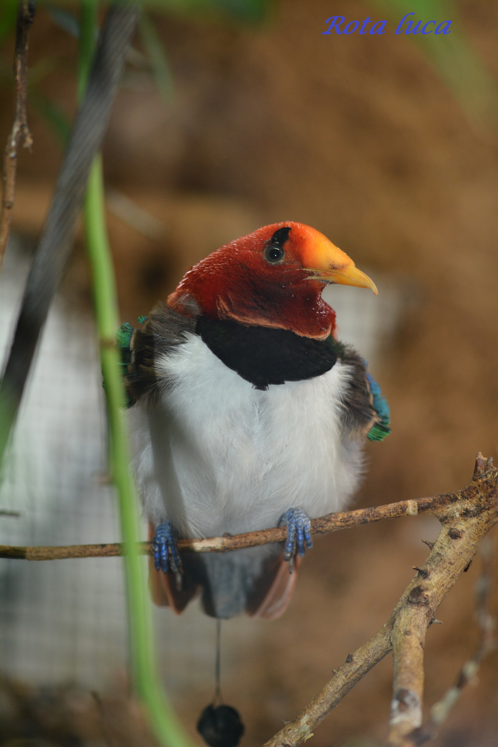 uccello del paradiso
