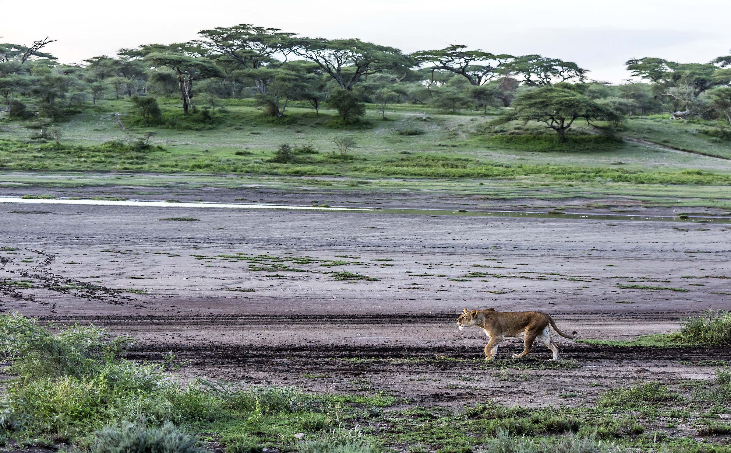 Tanzania 2017 - Marsh di Ndutu