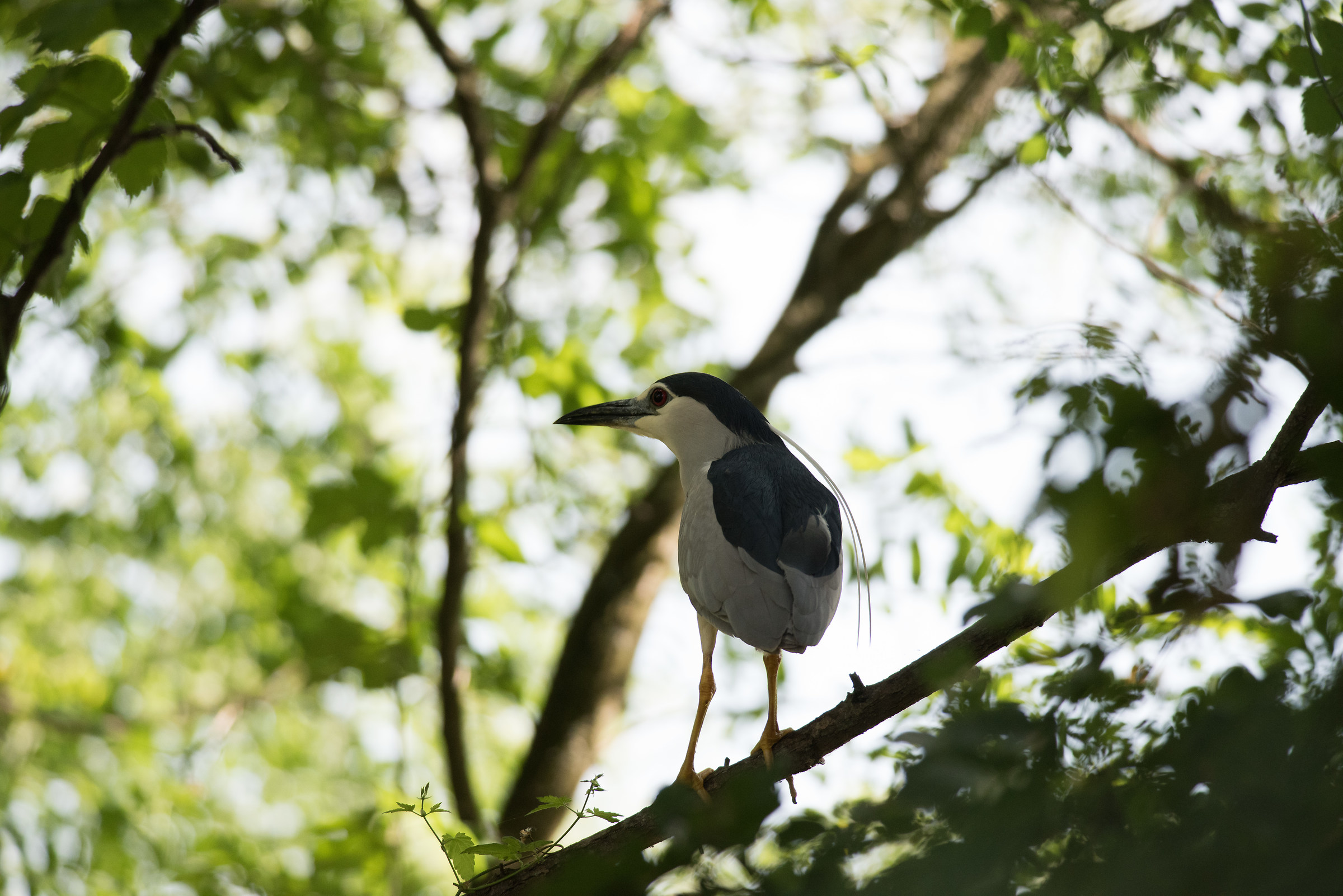 Nitticora appolaiata