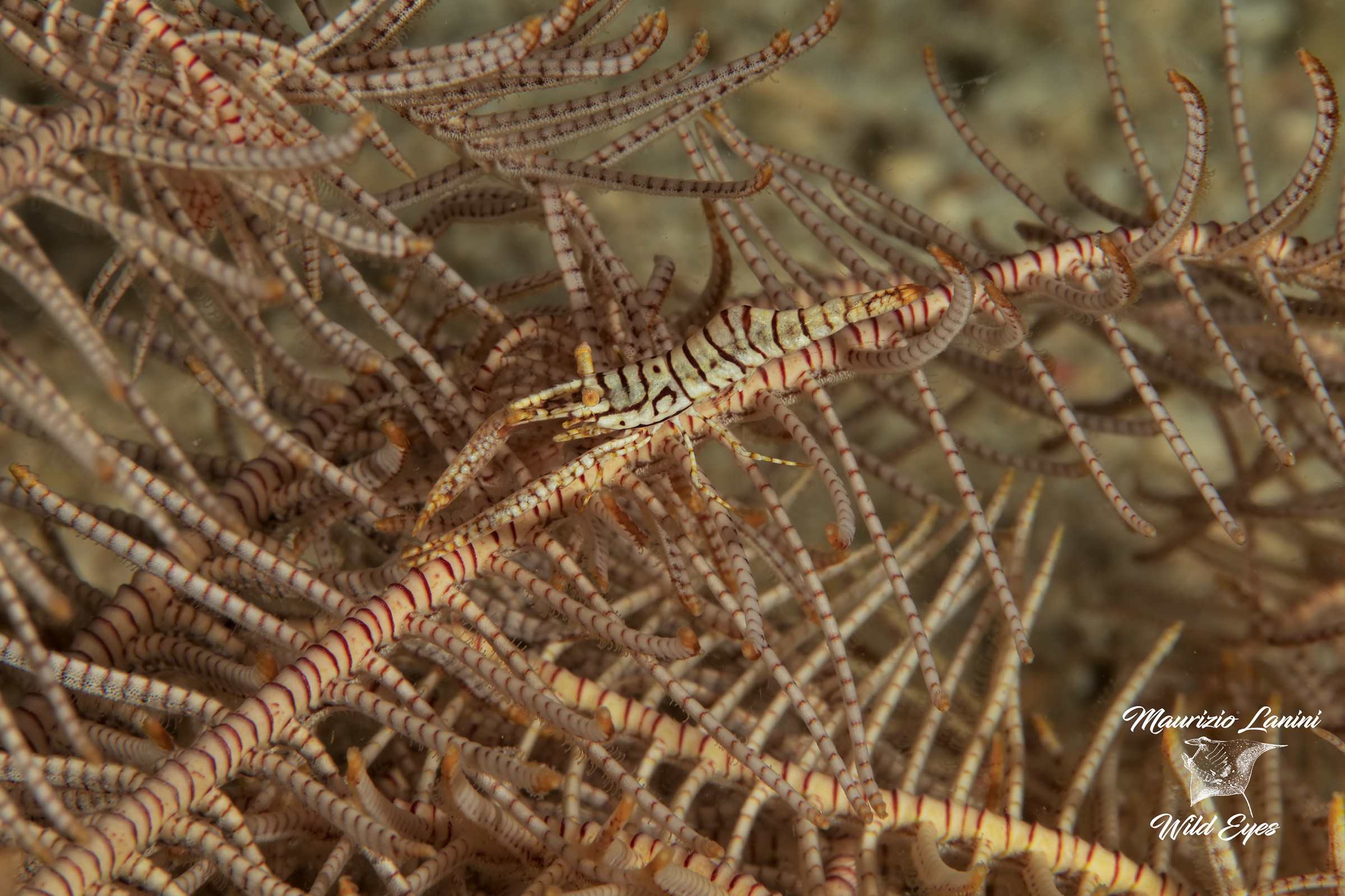 Commensal shrimp