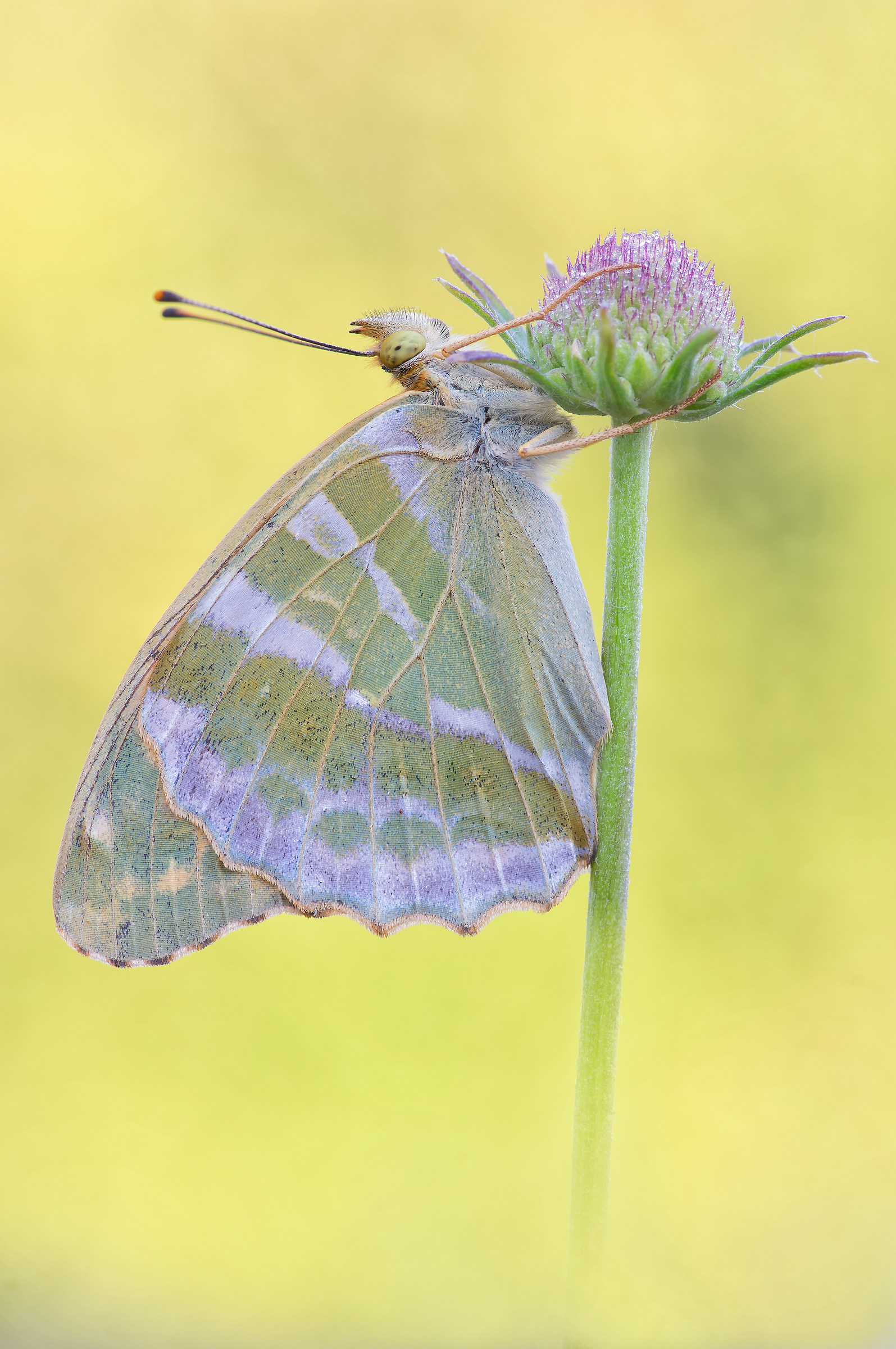 Argynnis paphia