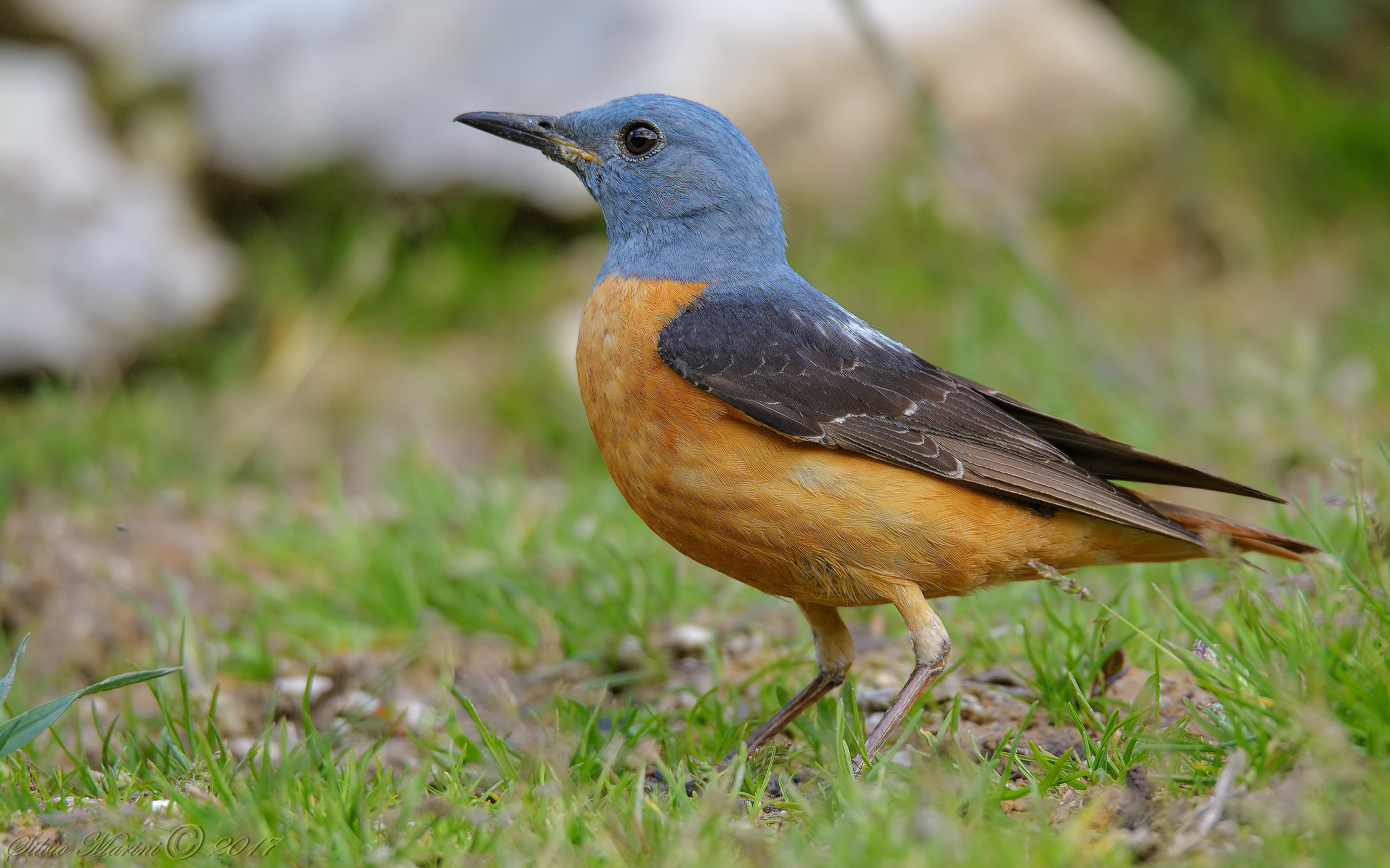 Codirossone (Monticola saxatilis)