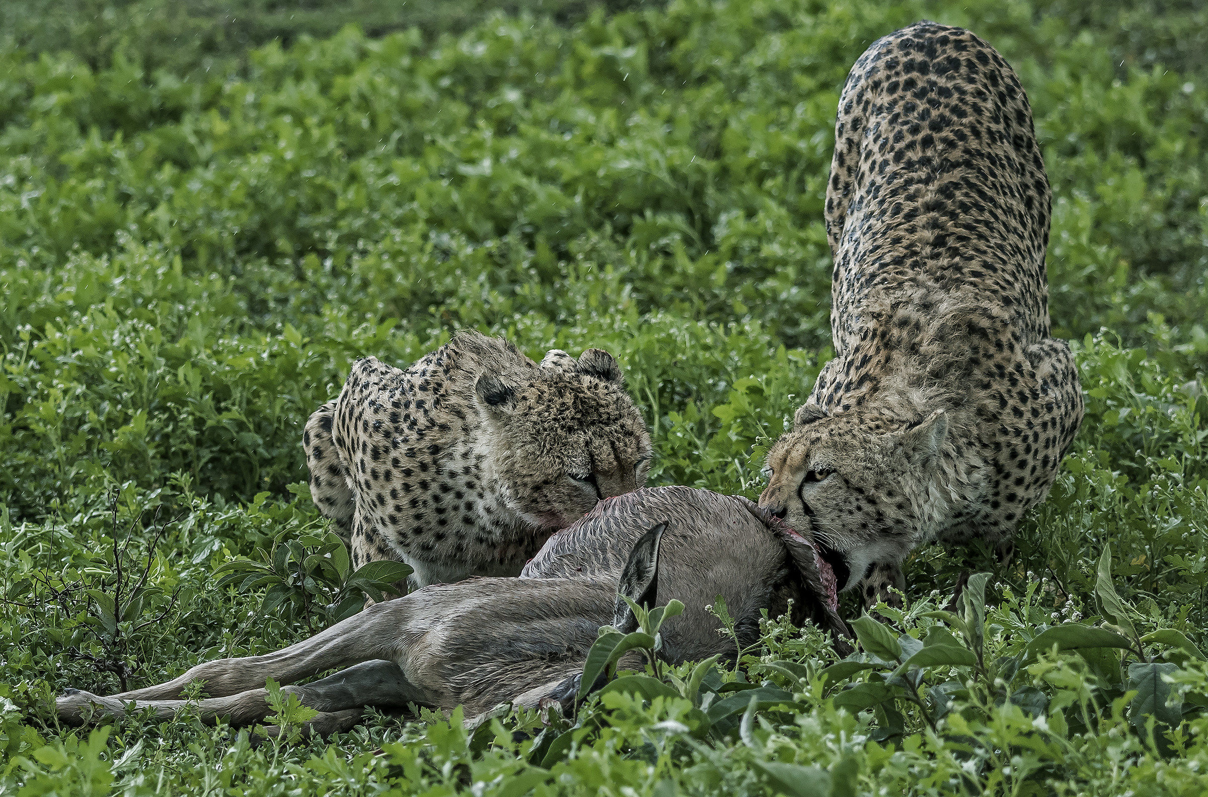Tanzania 2017 - Predation
