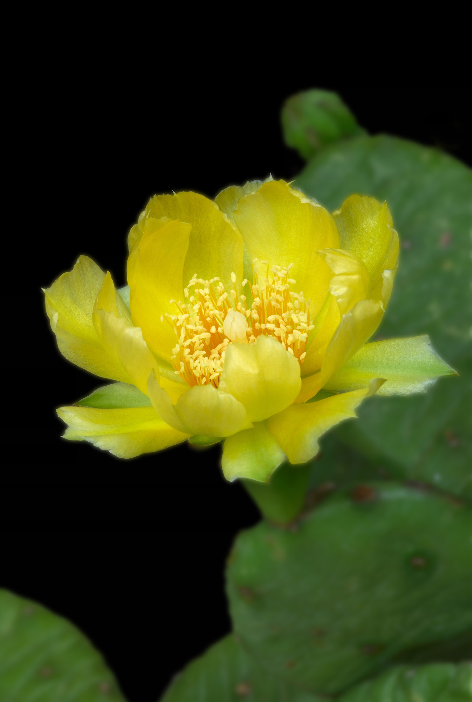 Cactus flower