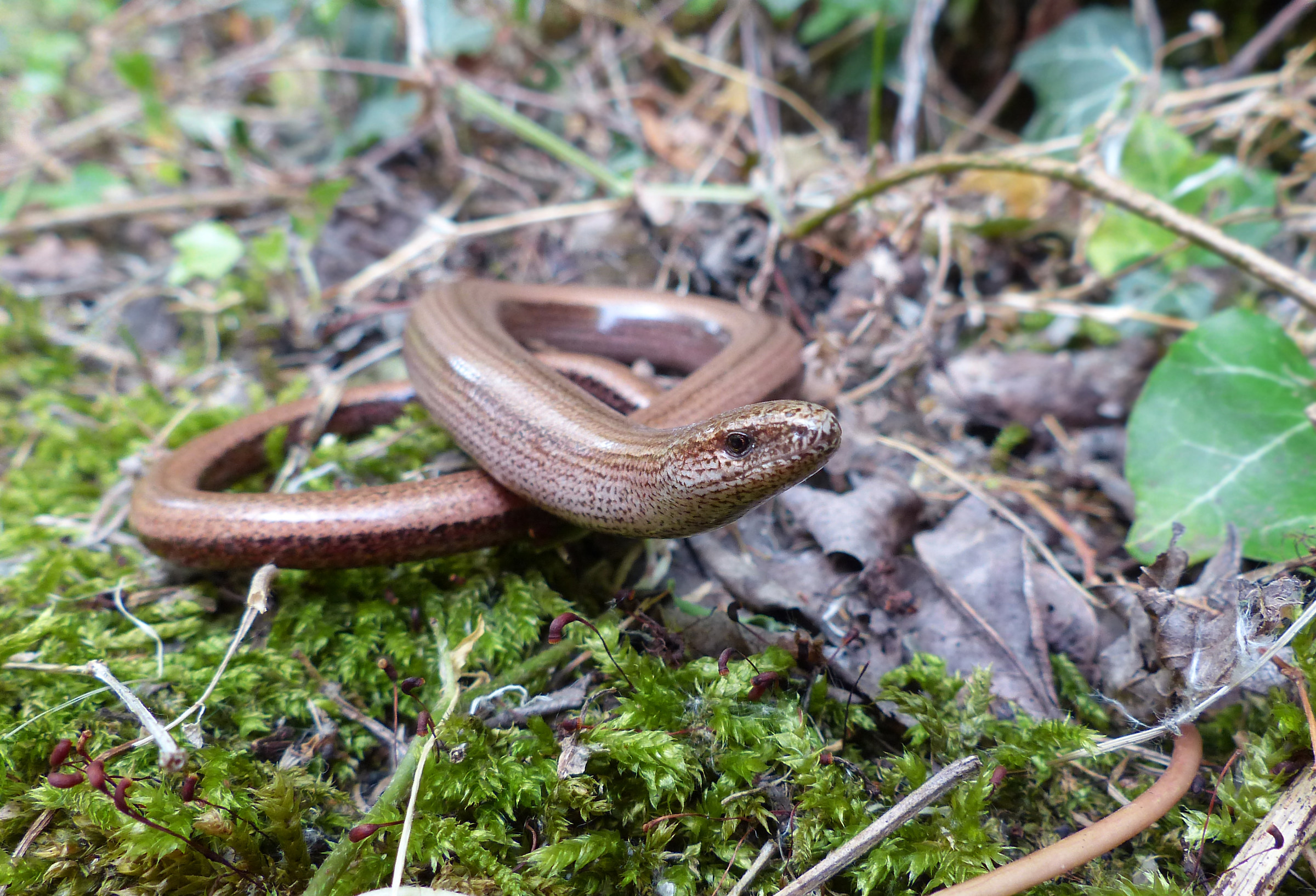 Slow Worm