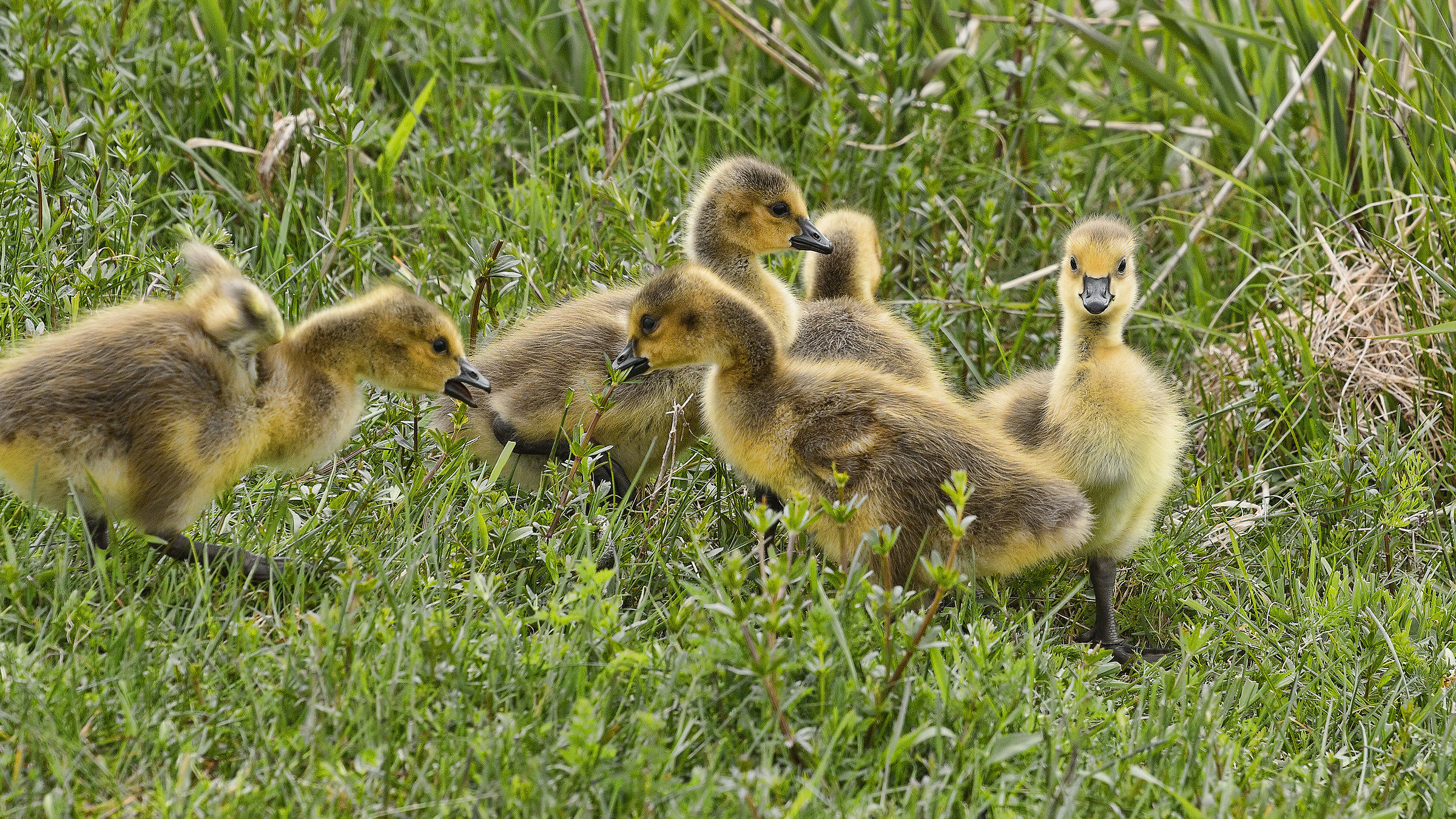 Canada Oche Goslings