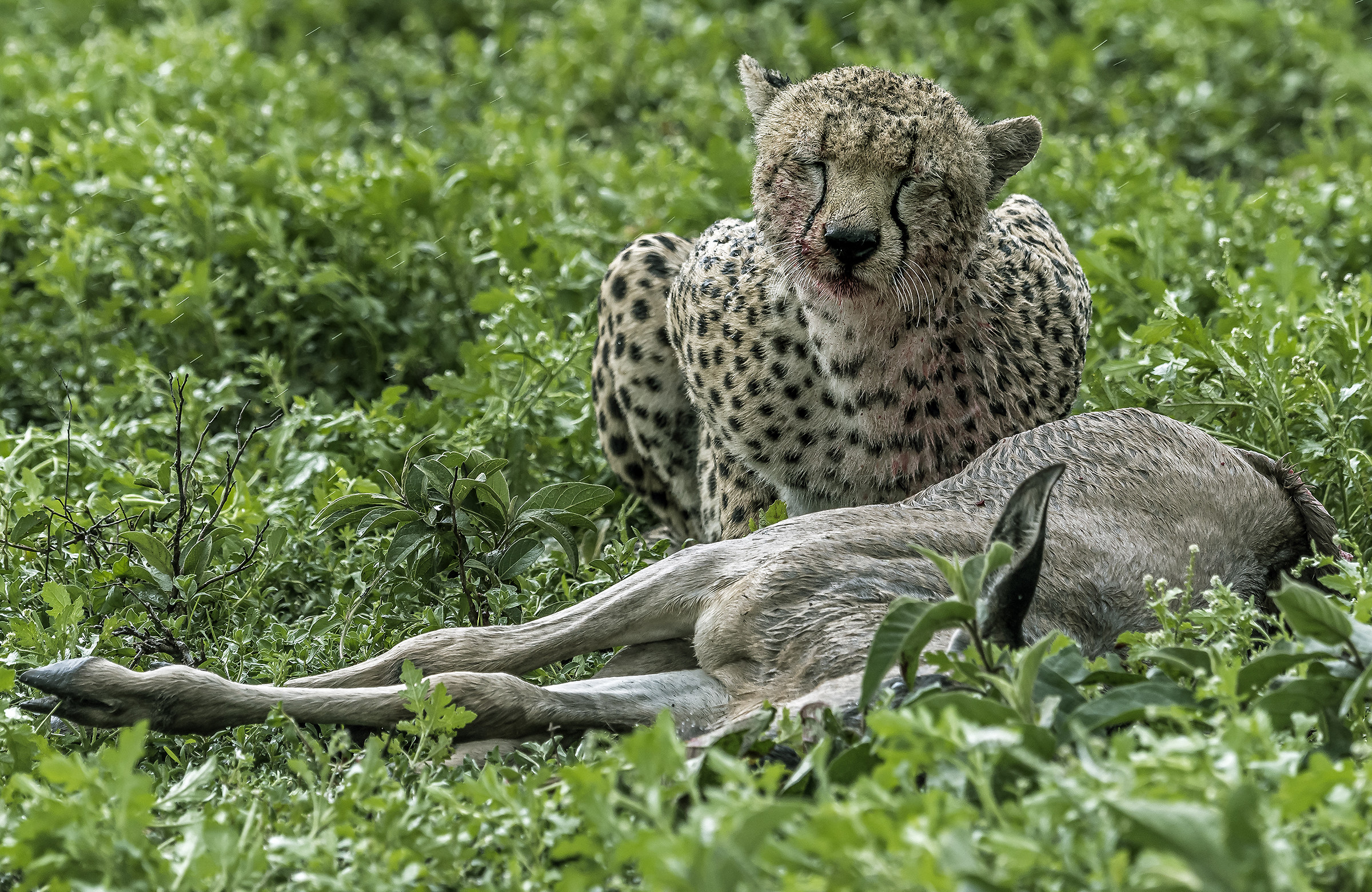 Tanzania 2017 - Pioggia fastidiosa