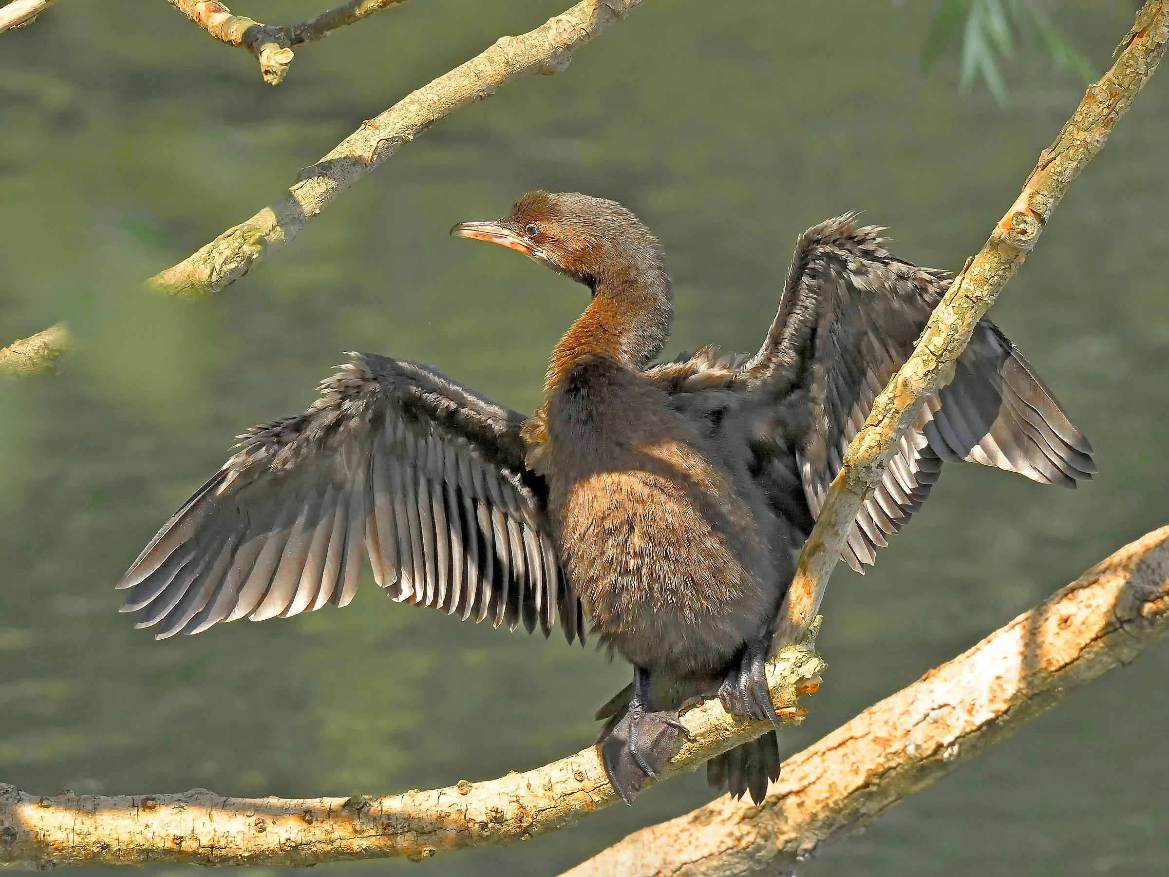 Cormorant