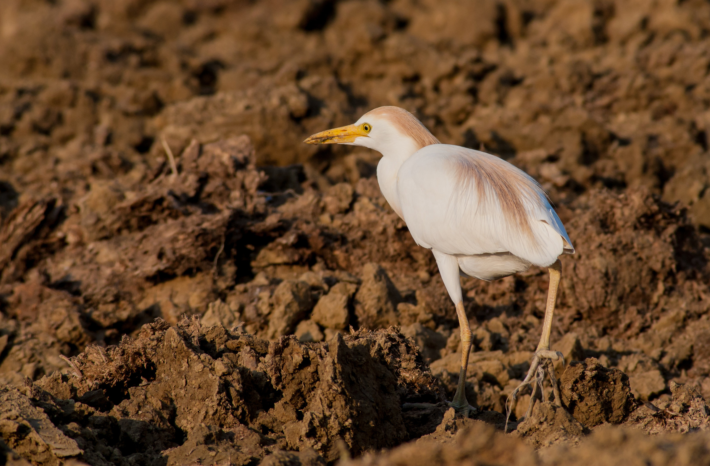 Egrets
